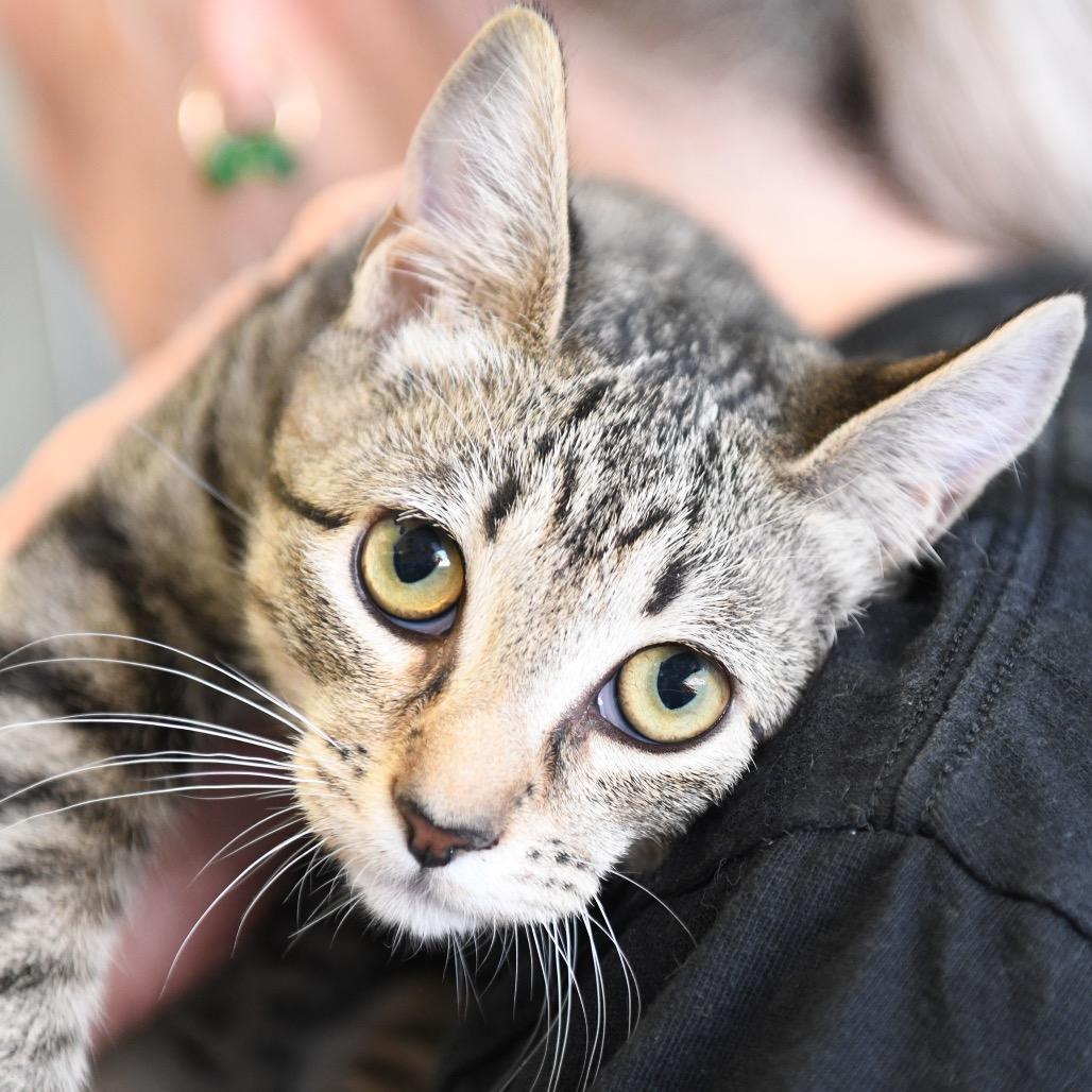 Enlarge Moon, a Adoptable Domestic Short Hair in Redwood City, CA image 2/2