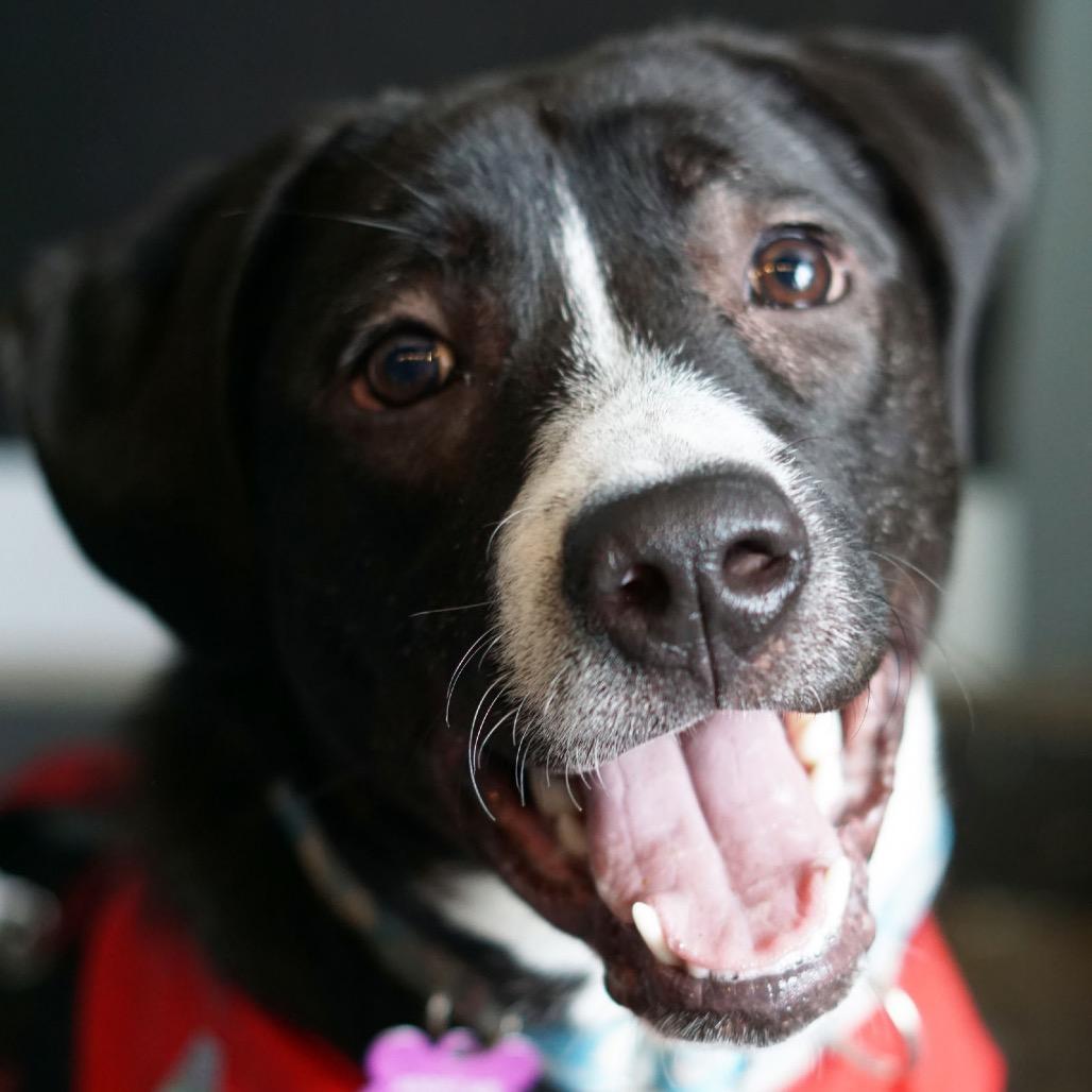 Otis, Adoptable, Adult Male Pit Bull Terrier & Great Pyrenees.