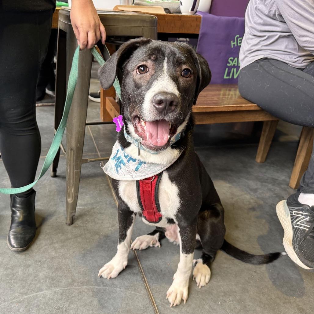 Otis, a Adoptable mixed breed in Crystal, MN image 3/4