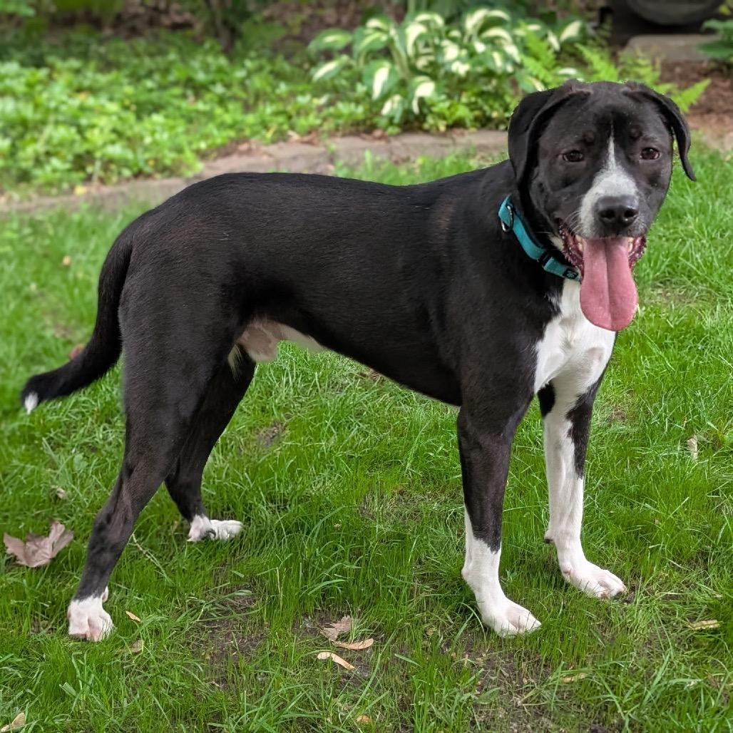 Otis, a Adoptable mixed breed in Crystal, MN image 4/4