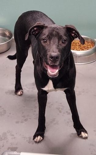 Enlarge Bruce, a Adoptable mixed breed in Butte, MT image 1/1