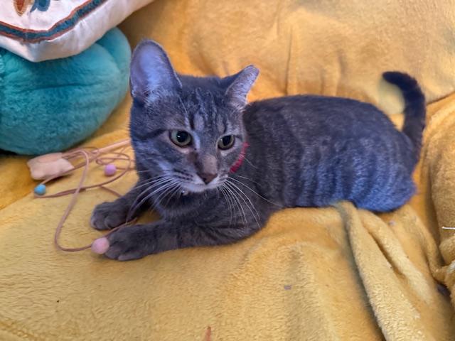 Enlarge Alexis, a Adoptable Domestic Short Hair in Washington, DC image 2/3