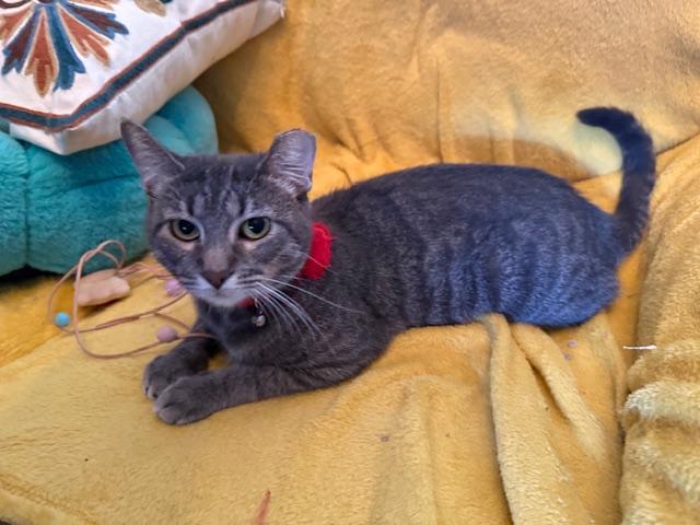 Enlarge Alexis, a Adoptable Domestic Short Hair in Washington, DC image 3/3