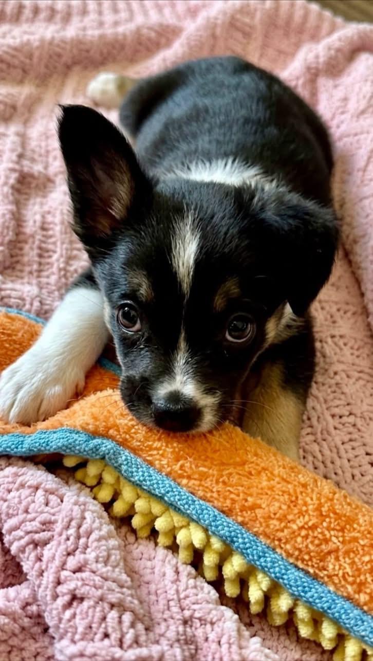 Enlarge Pippa, a Adoptable mixed breed in Rockwall, TX image 1/4