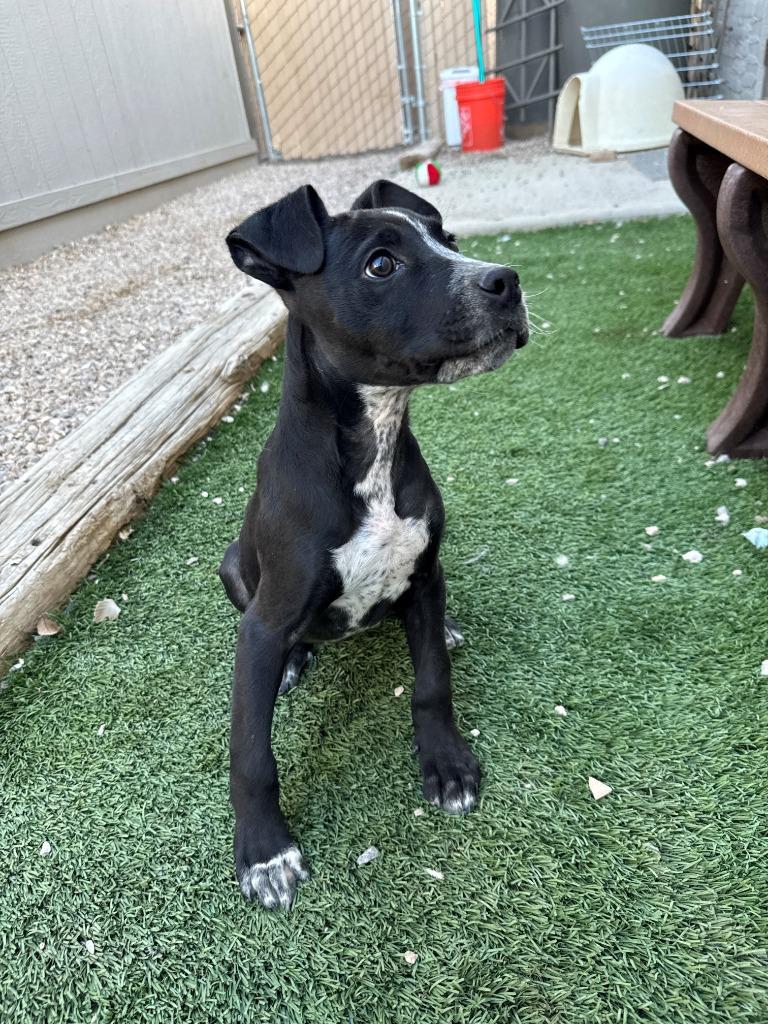 Enlarge Leo, a Adopted mixed breed in Chino Valley, AZ image 1/5