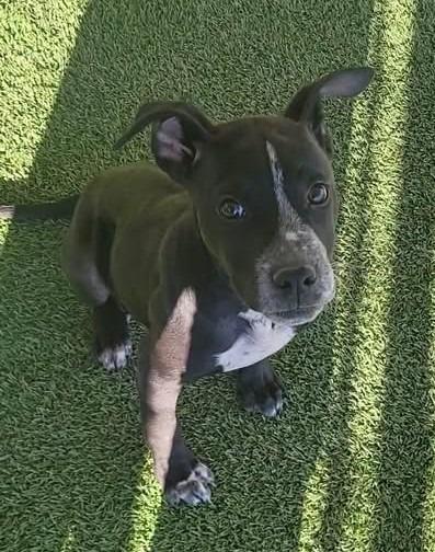 Leo, Adoptable, Puppy Male Cattle Dog & Staffordshire Bull Terrier.