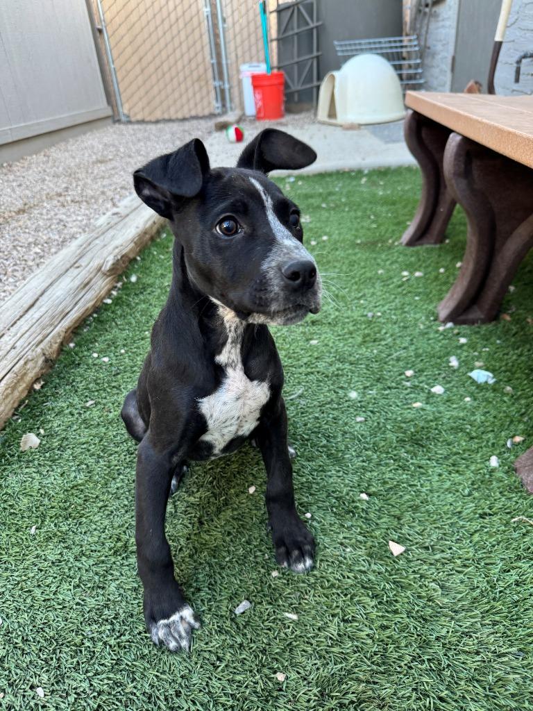 Enlarge Leo, a Adopted mixed breed in Chino Valley, AZ image 4/5