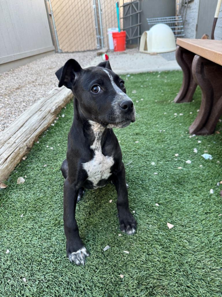 Enlarge Leo, a Adopted mixed breed in Chino Valley, AZ image 5/5