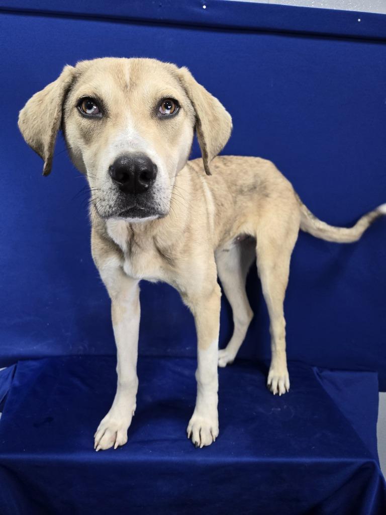 Enlarge Tiptoe, a Adoptable mixed breed in Ruston, LA image 1/5