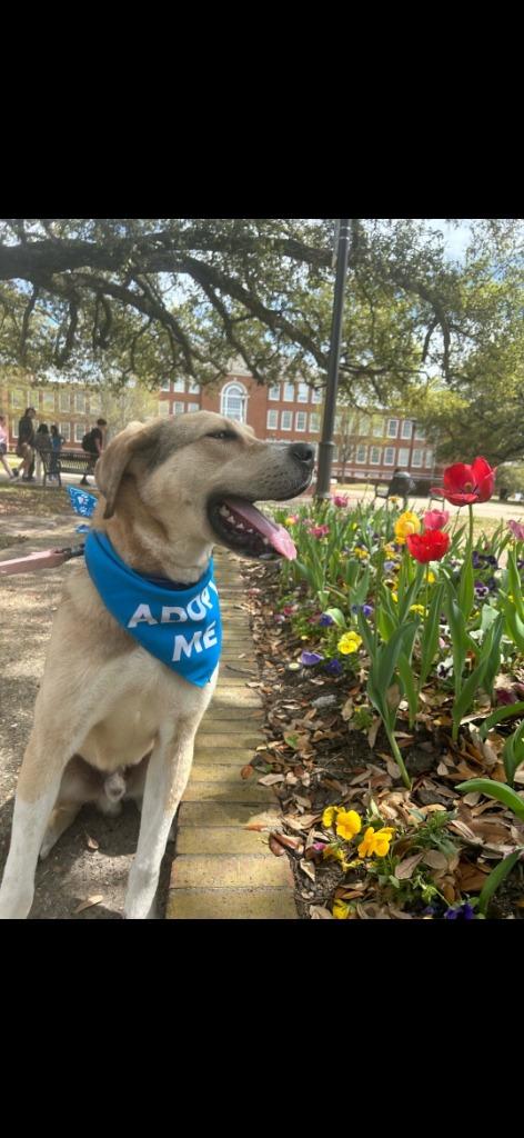 Tiptoe, Adoptable, Adult Male Anatolian Shepherd & Labrador Retriever.