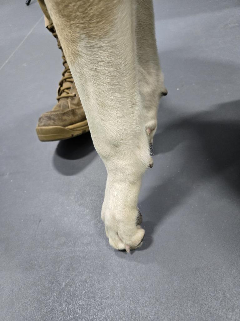 Enlarge Tiptoe, a Adoptable mixed breed in Ruston, LA image 2/5