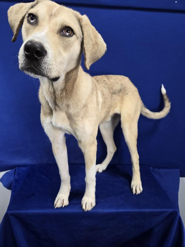 Enlarge Tiptoe, a Adoptable mixed breed in Ruston, LA image 3/5