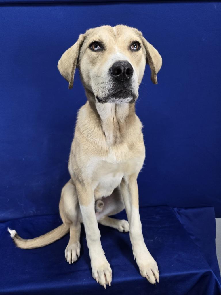 Enlarge Tiptoe, a Adoptable mixed breed in Ruston, LA image 4/5