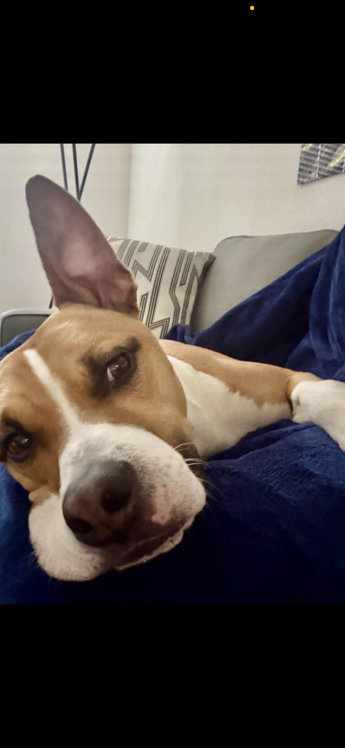 Enlarge George, a Adoptable Mixed Breed in Houston, TX image 2/6