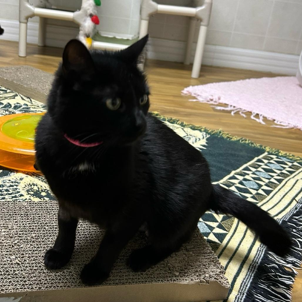 Enlarge Mamma/Sassy, a Adoptable Domestic Short Hair in Franklin, NC image 1/1