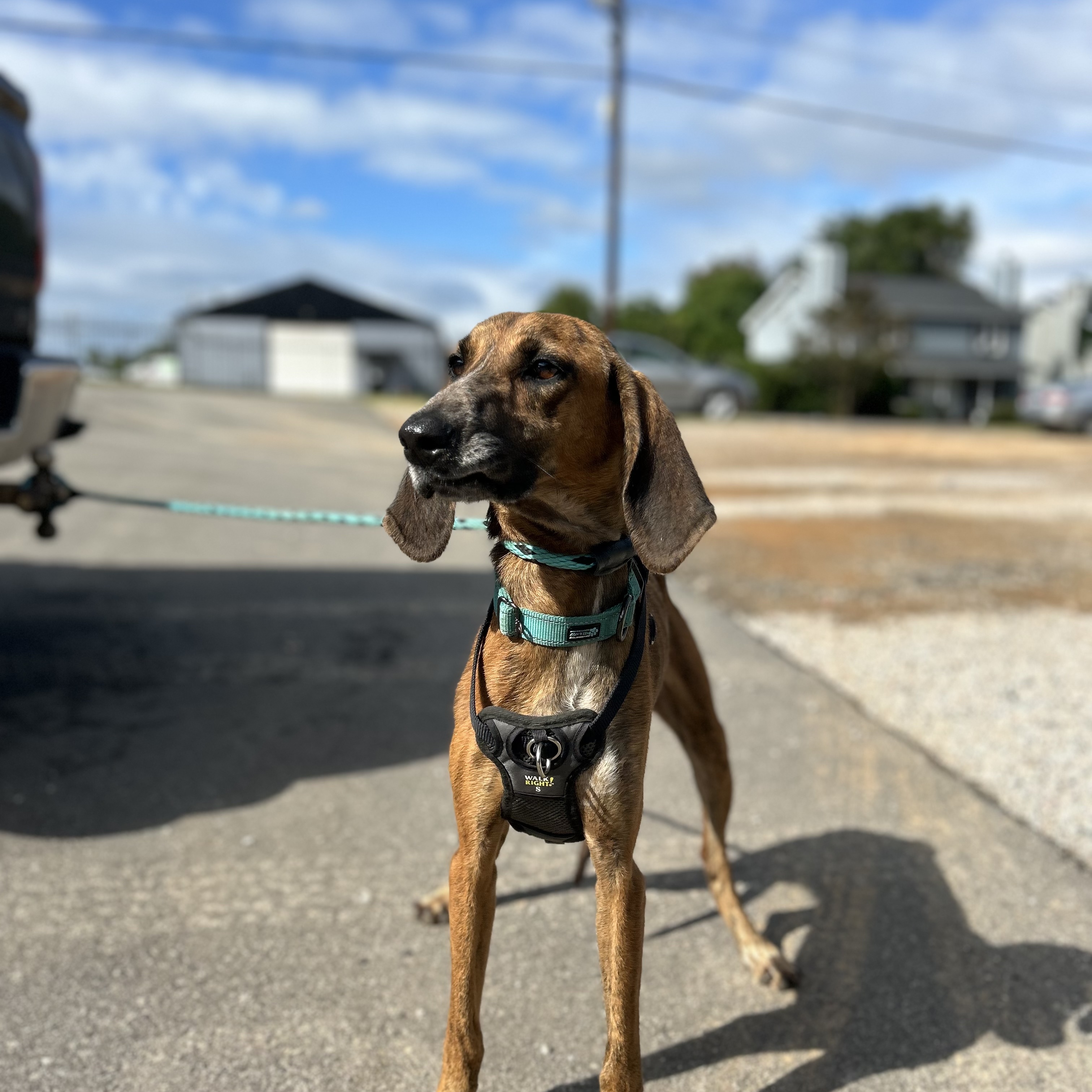 Dog for adoption Spaghetti, a Hound Mix in Northwood, NH Petfinder