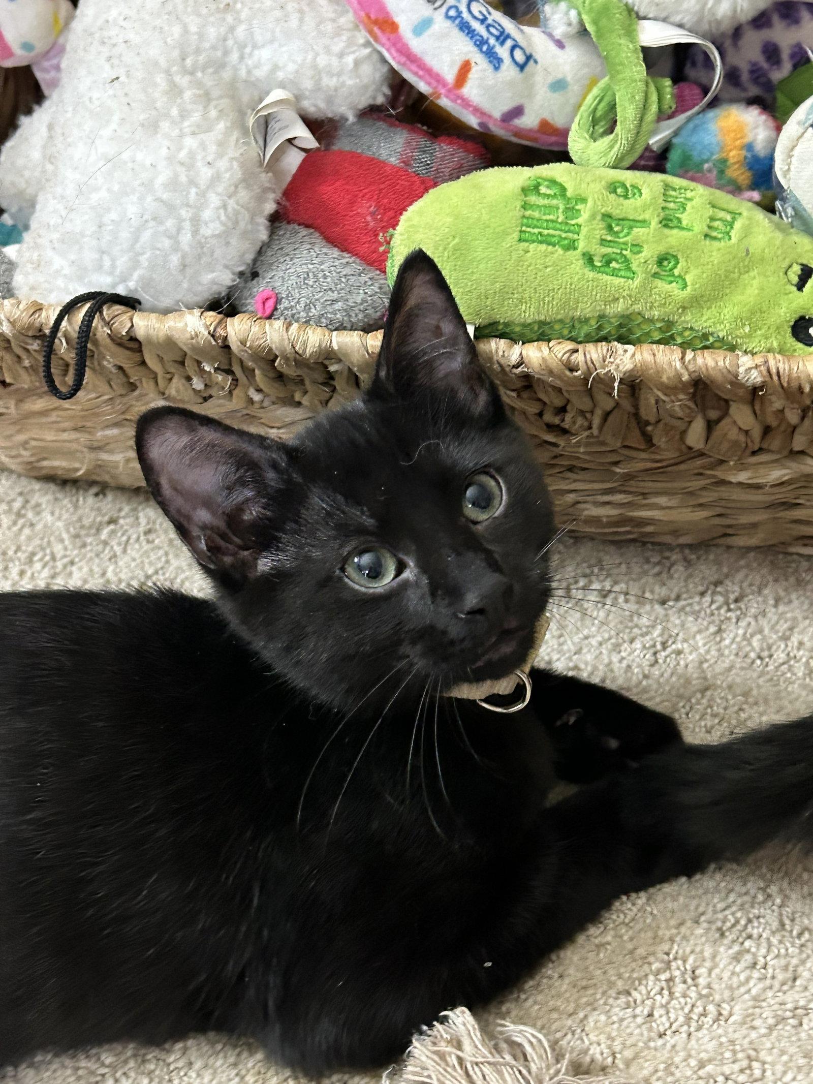 Boo Boo, a Adoptable Domestic Short Hair in Fort Worth, TX image 2/3