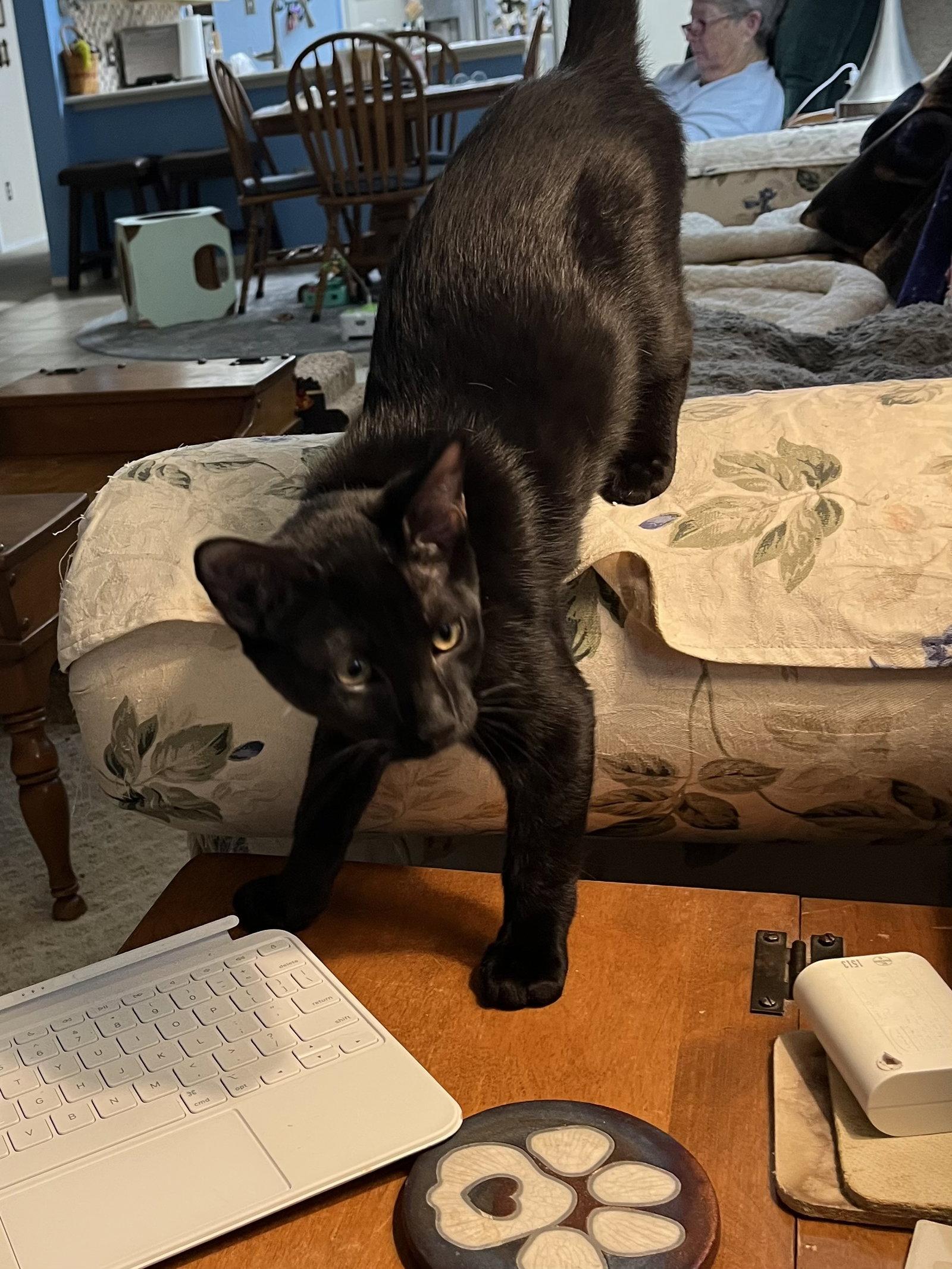 Boo Boo, a Adoptable Domestic Short Hair in Fort Worth, TX image 1/3