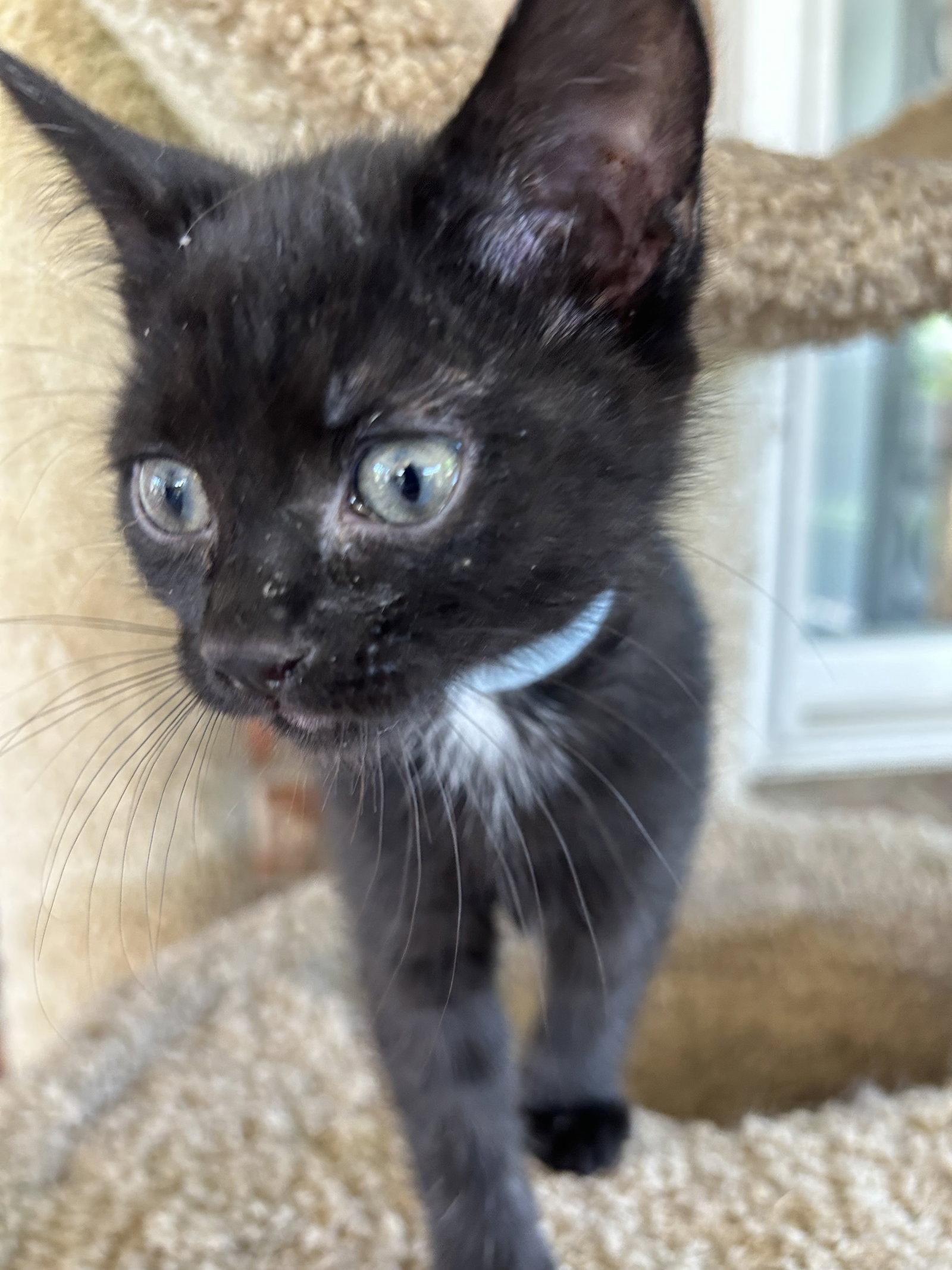 Boo Boo, a Adoptable Domestic Short Hair in Fort Worth, TX image 3/3