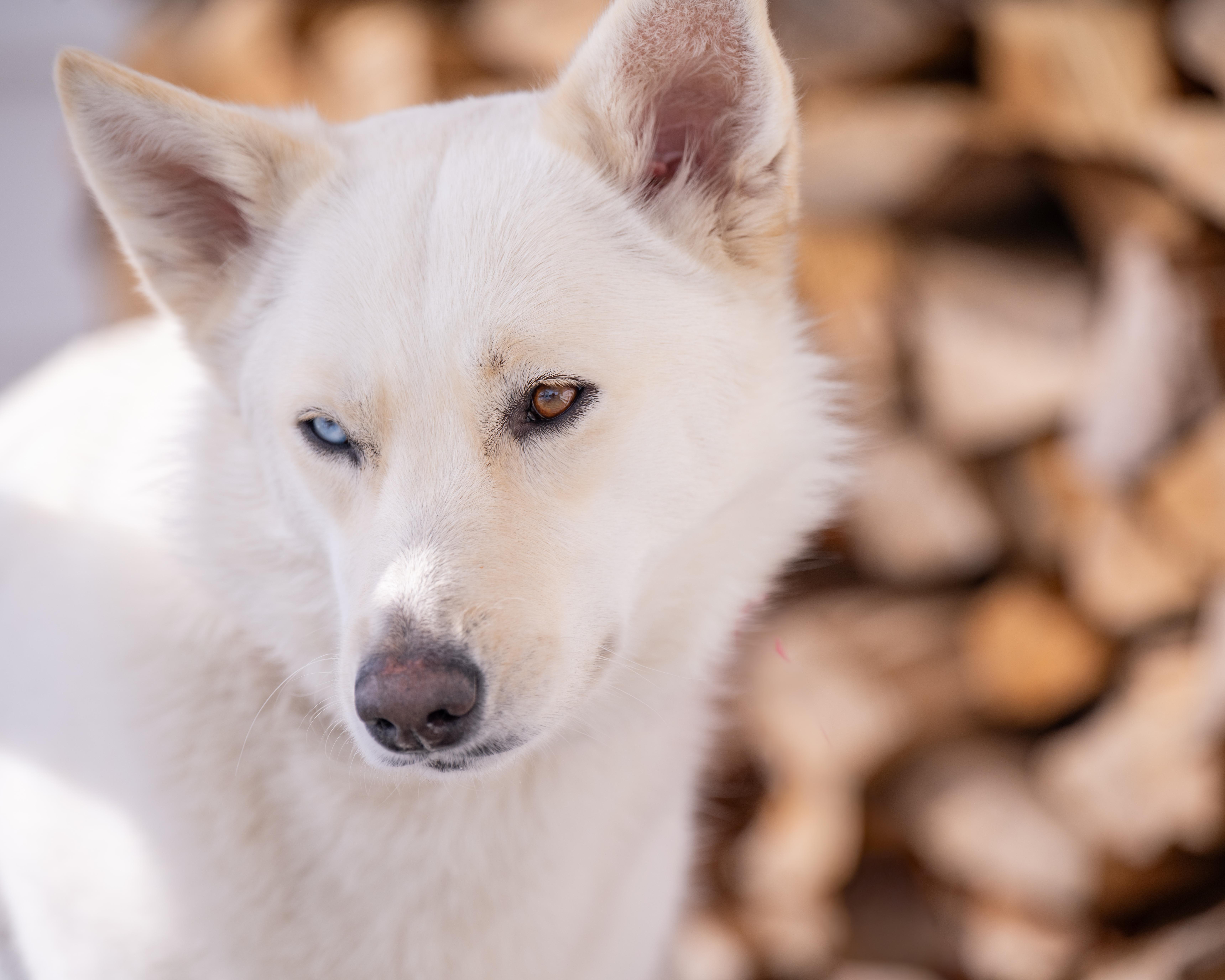 Enlarge Cookie, a Adoptable mixed breed in Lovettsville, VA image 4/6