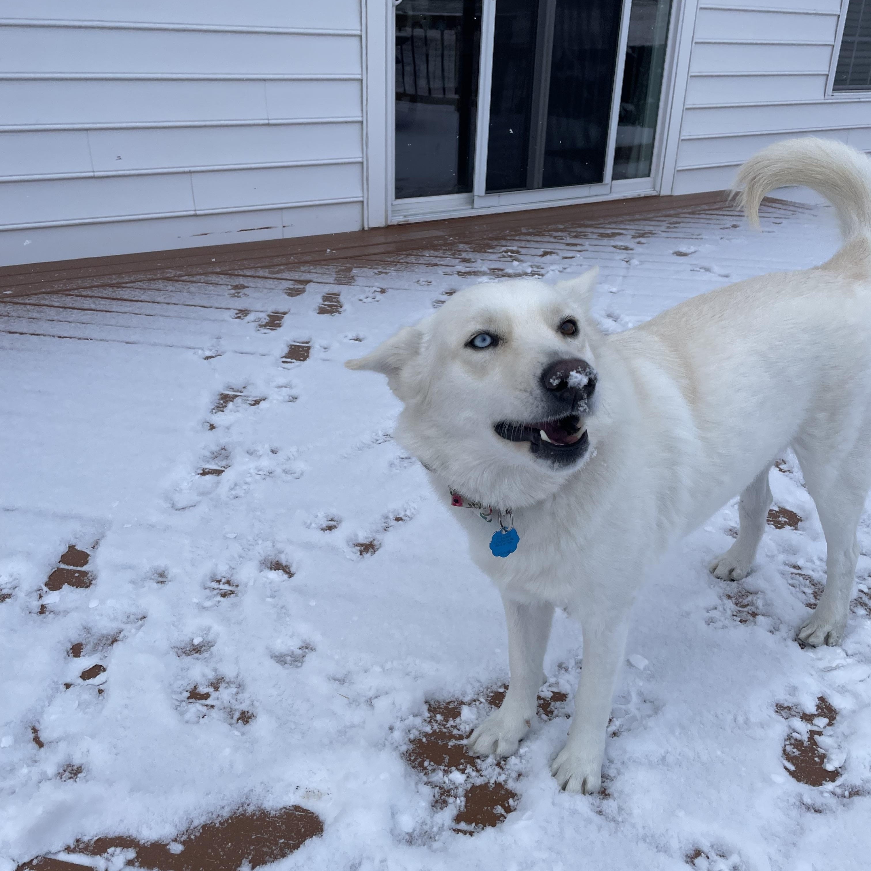 Enlarge Cookie, a Adoptable mixed breed in Lovettsville, VA image 5/6