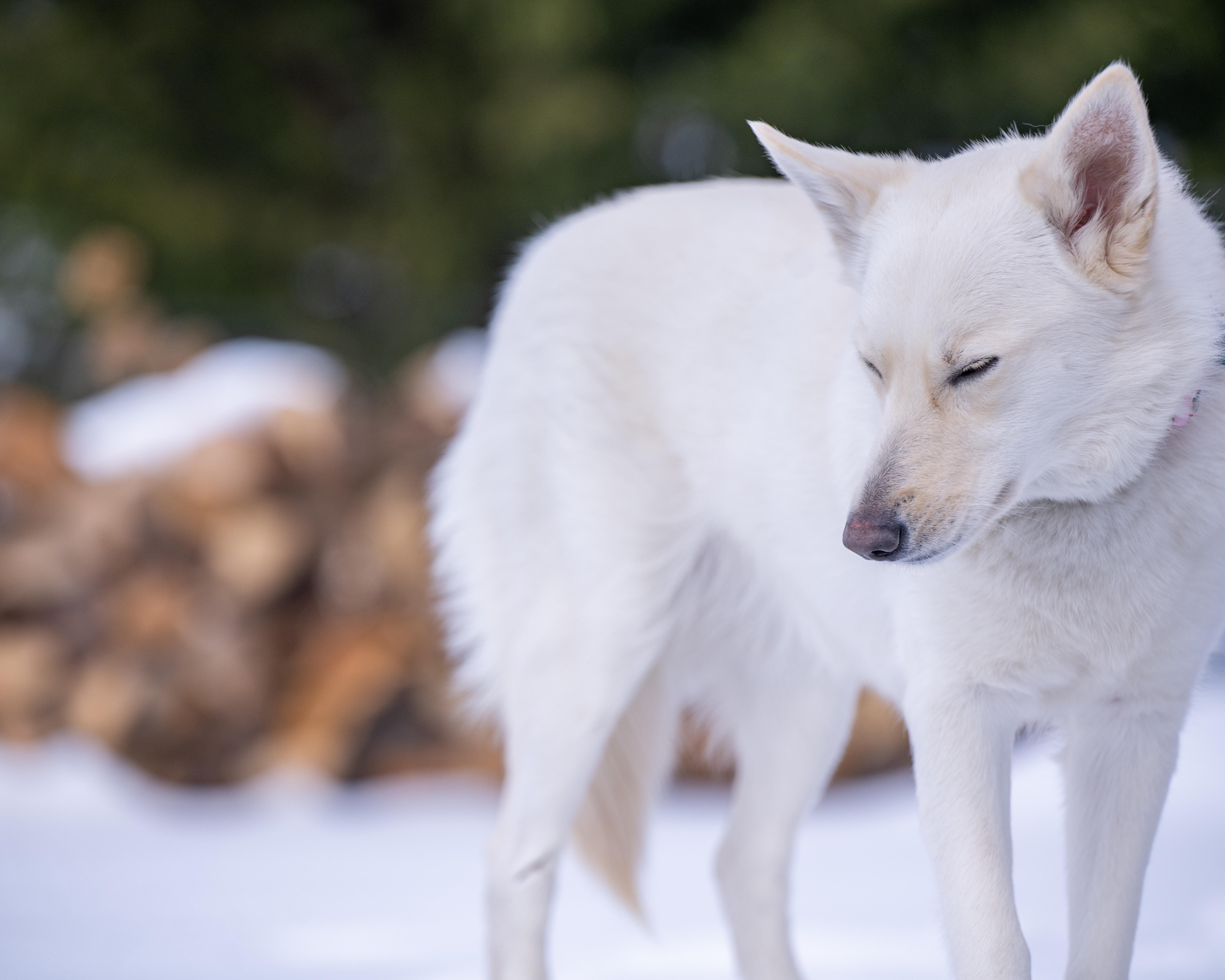 Enlarge Cookie, a Adoptable mixed breed in Lovettsville, VA image 2/6
