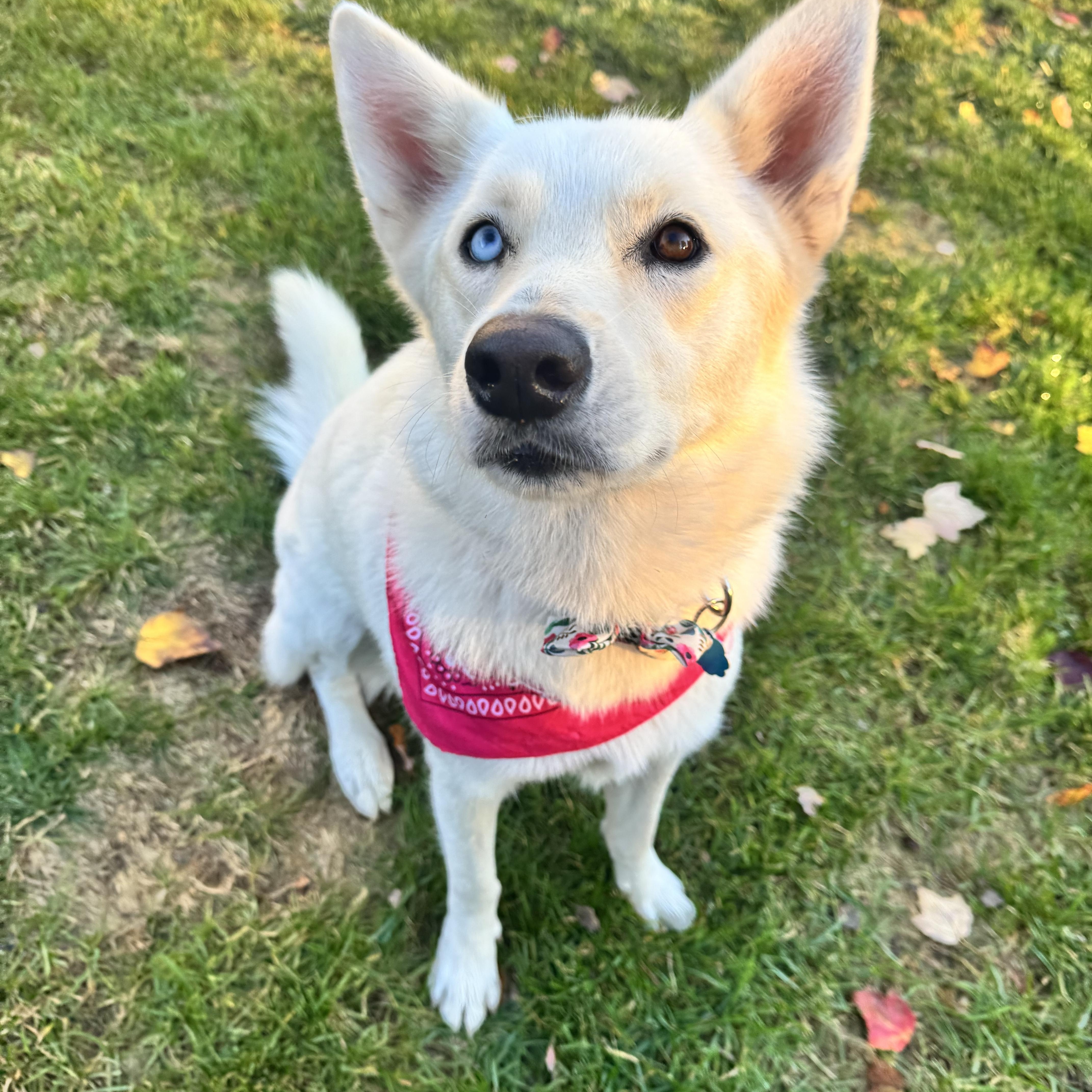 Enlarge Cookie, a Adoptable mixed breed in Lovettsville, VA image 3/6