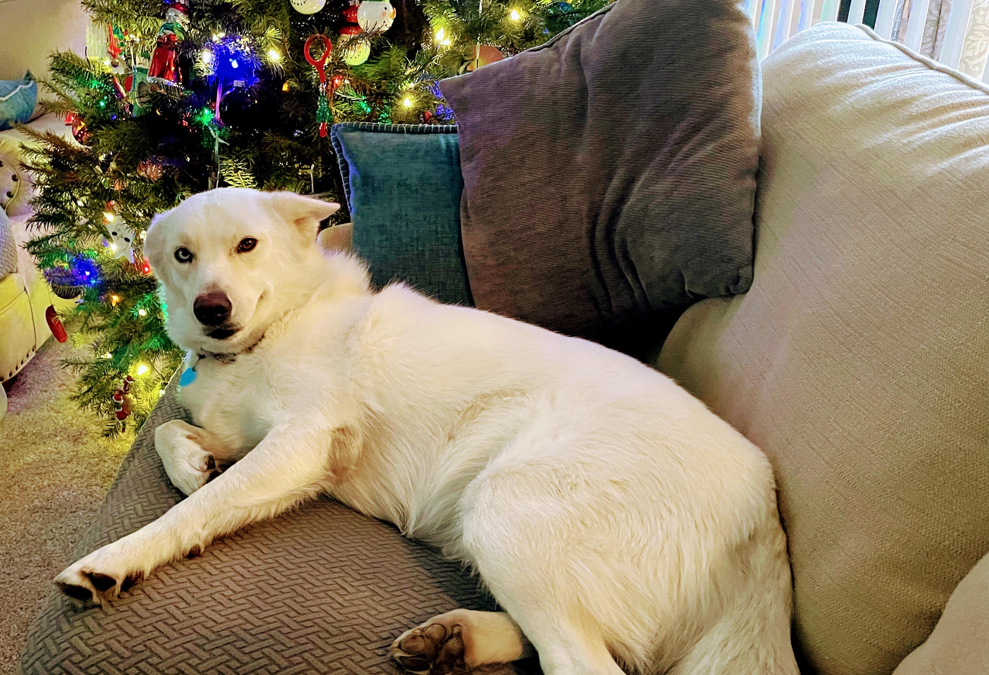 Enlarge Cookie, a Adoptable mixed breed in Lovettsville, VA image 2/6