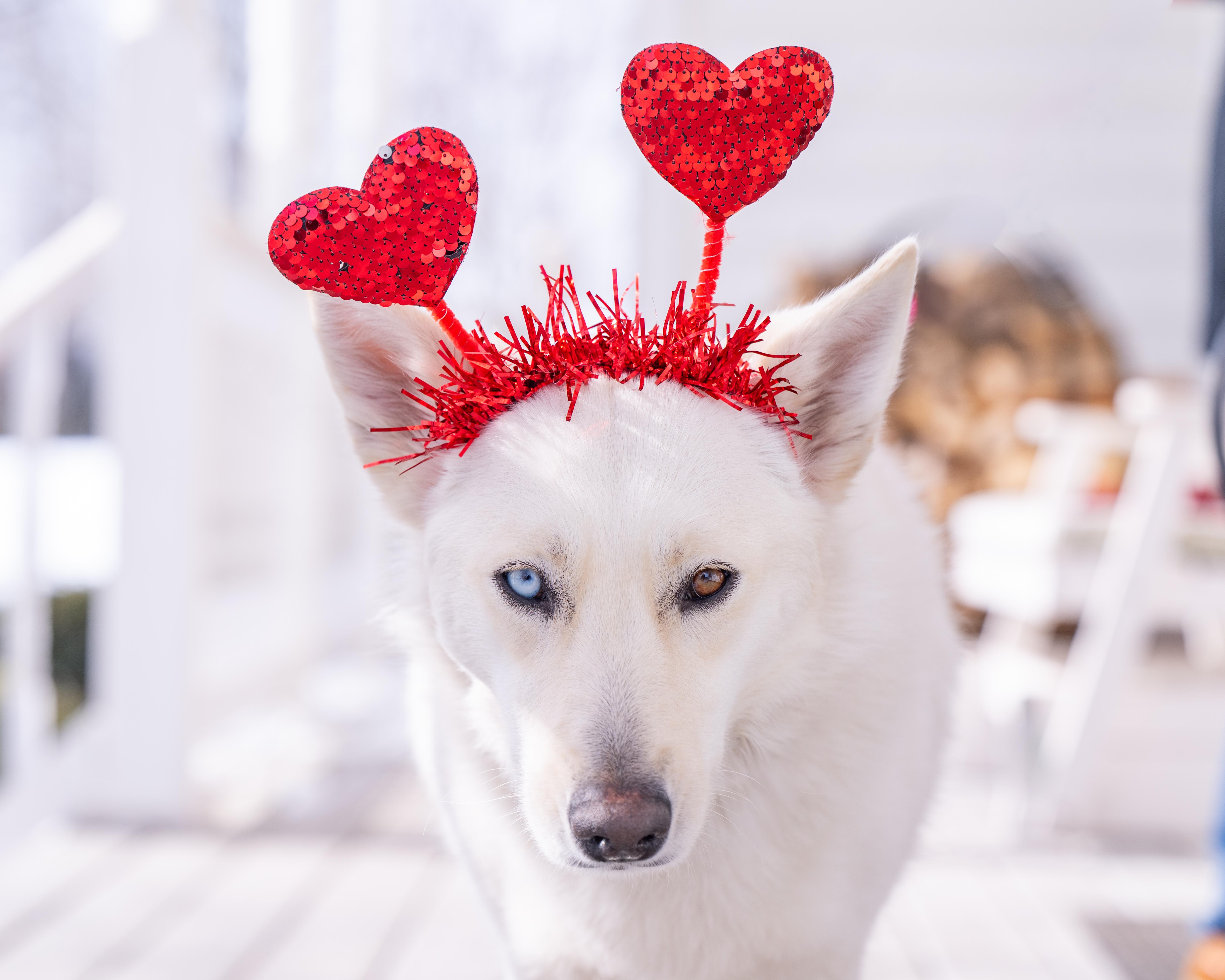 Enlarge Cookie, a Adoptable mixed breed in Lovettsville, VA image 3/6