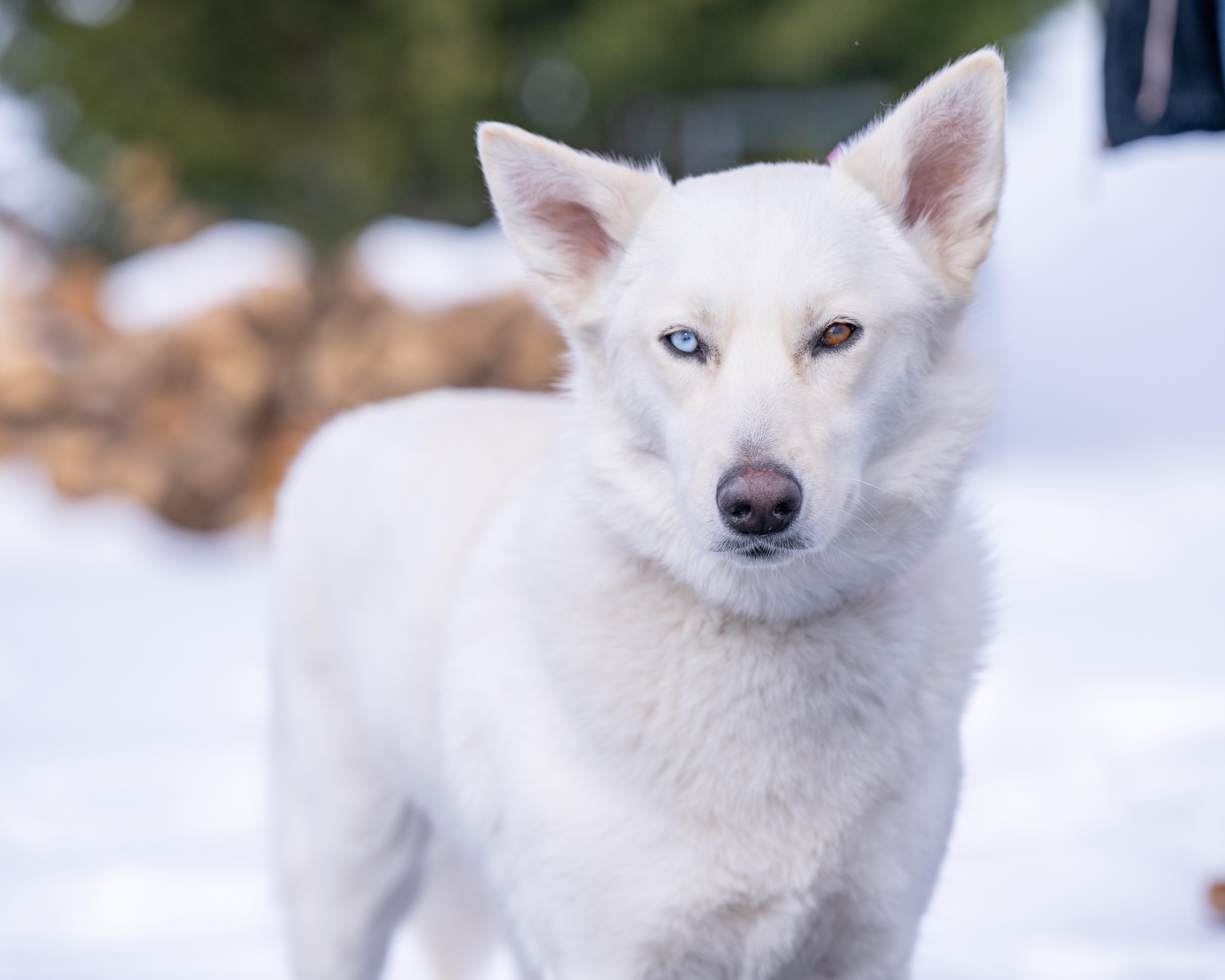 Enlarge Cookie, a Adoptable mixed breed in Lovettsville, VA image 5/6