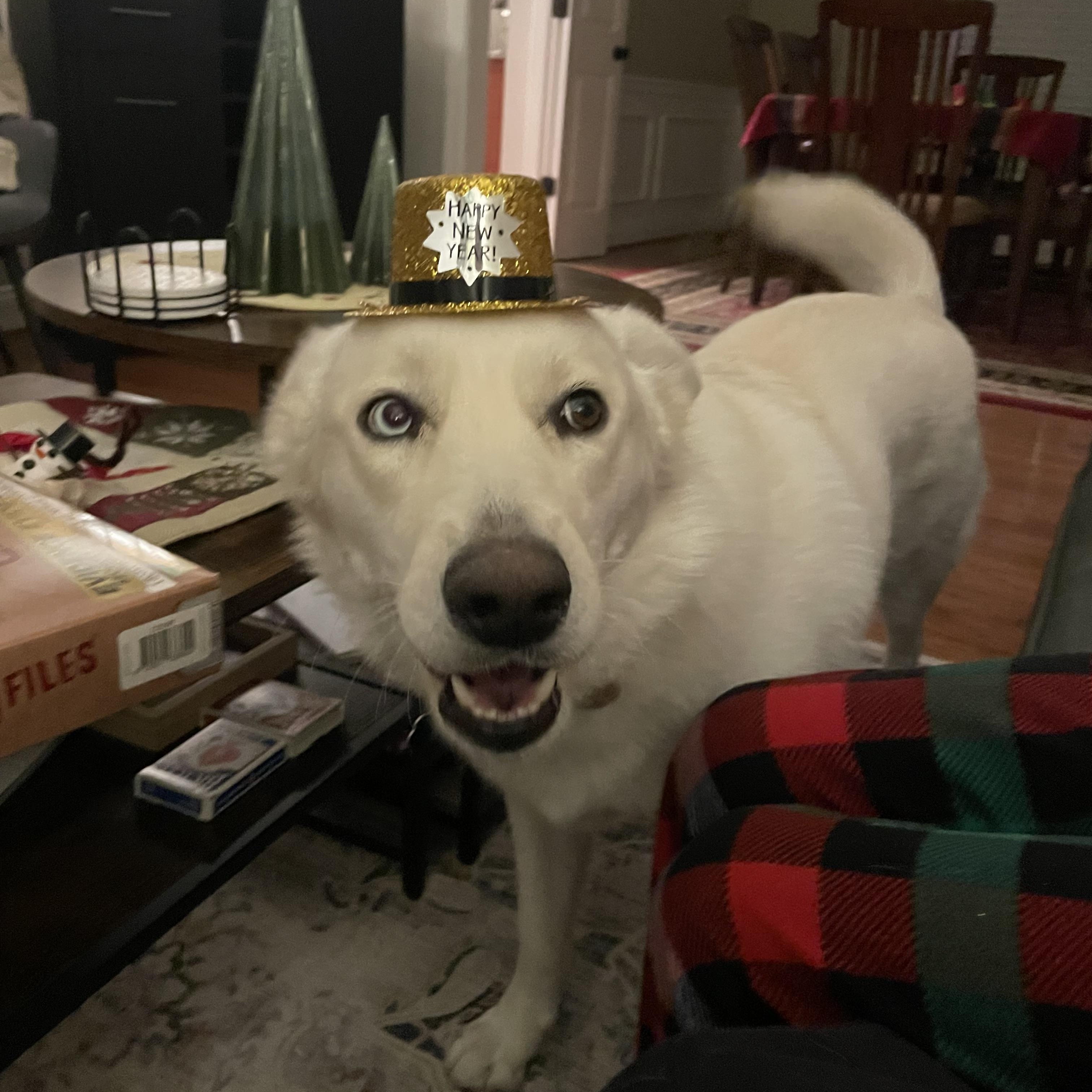 Cookie, Adoptable, Young Female Husky.