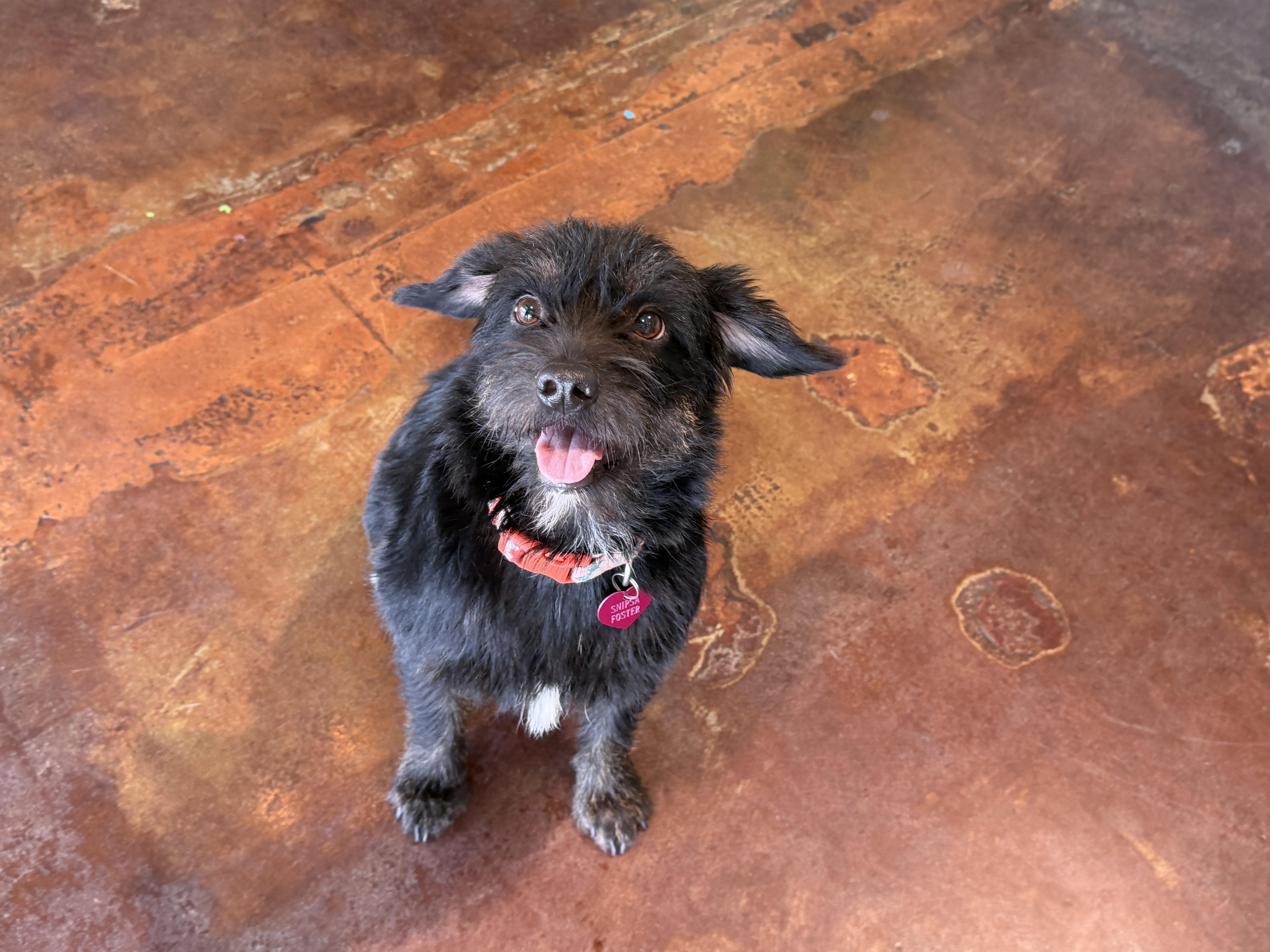 Enlarge Bonita, a Adoptable mixed breed in San Antonio, TX image 2/5