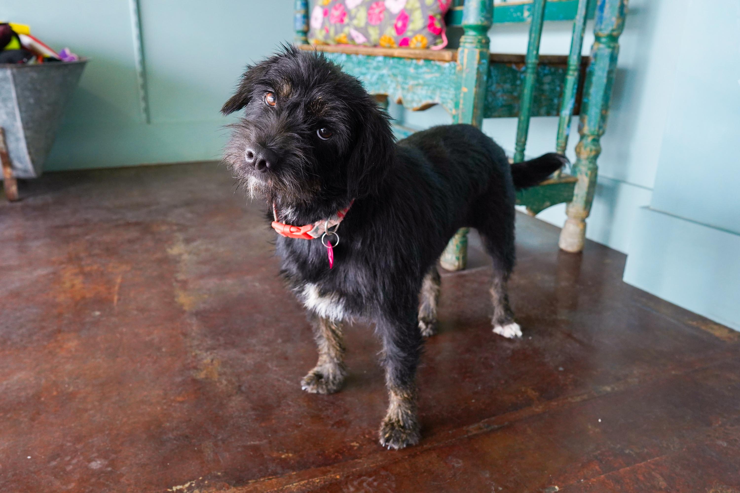 Enlarge Bonita, a Adoptable mixed breed in San Antonio, TX image 4/5