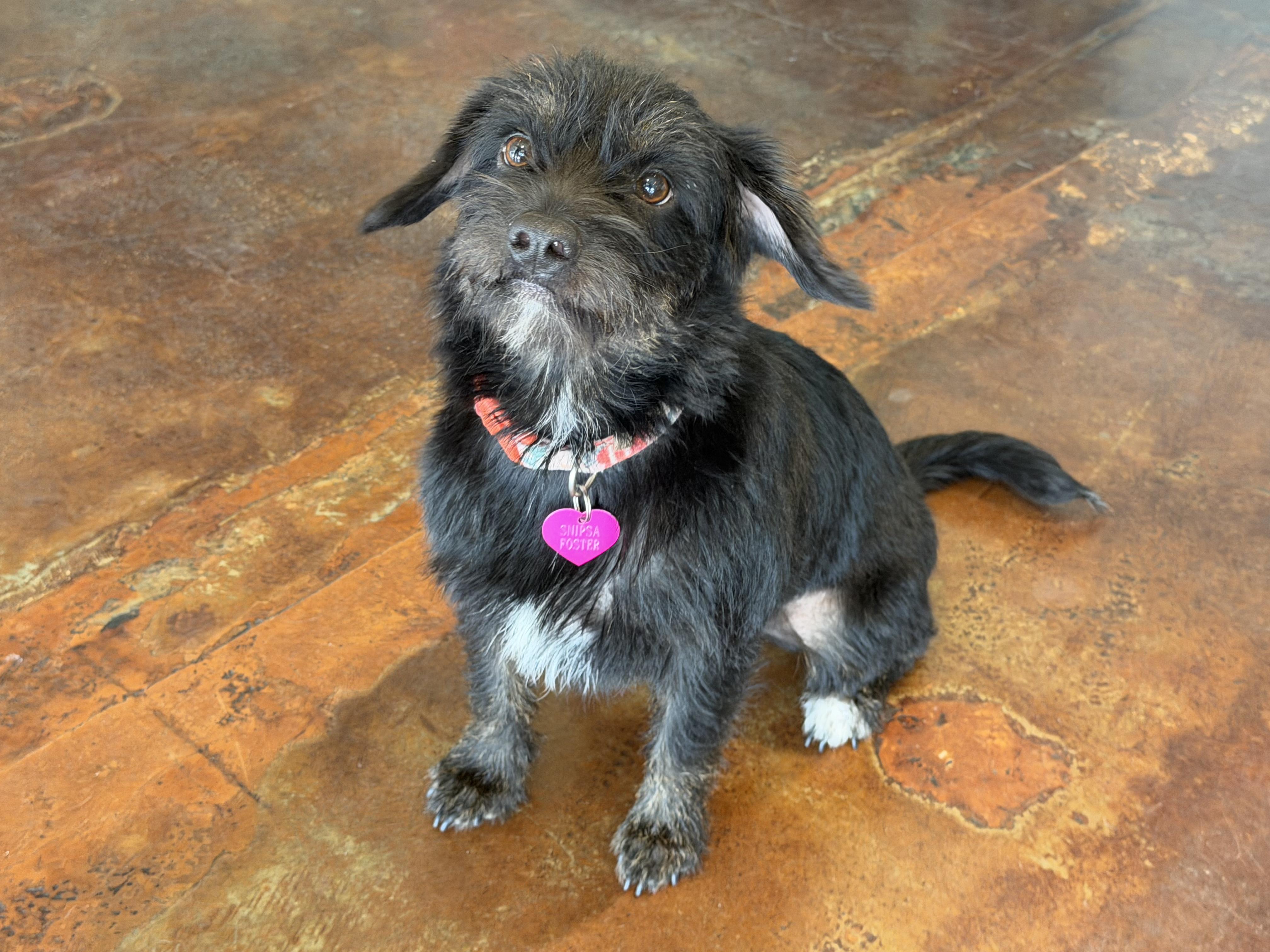 Bonita, Adoptable, Adult Female Border Terrier & Mixed Breed.