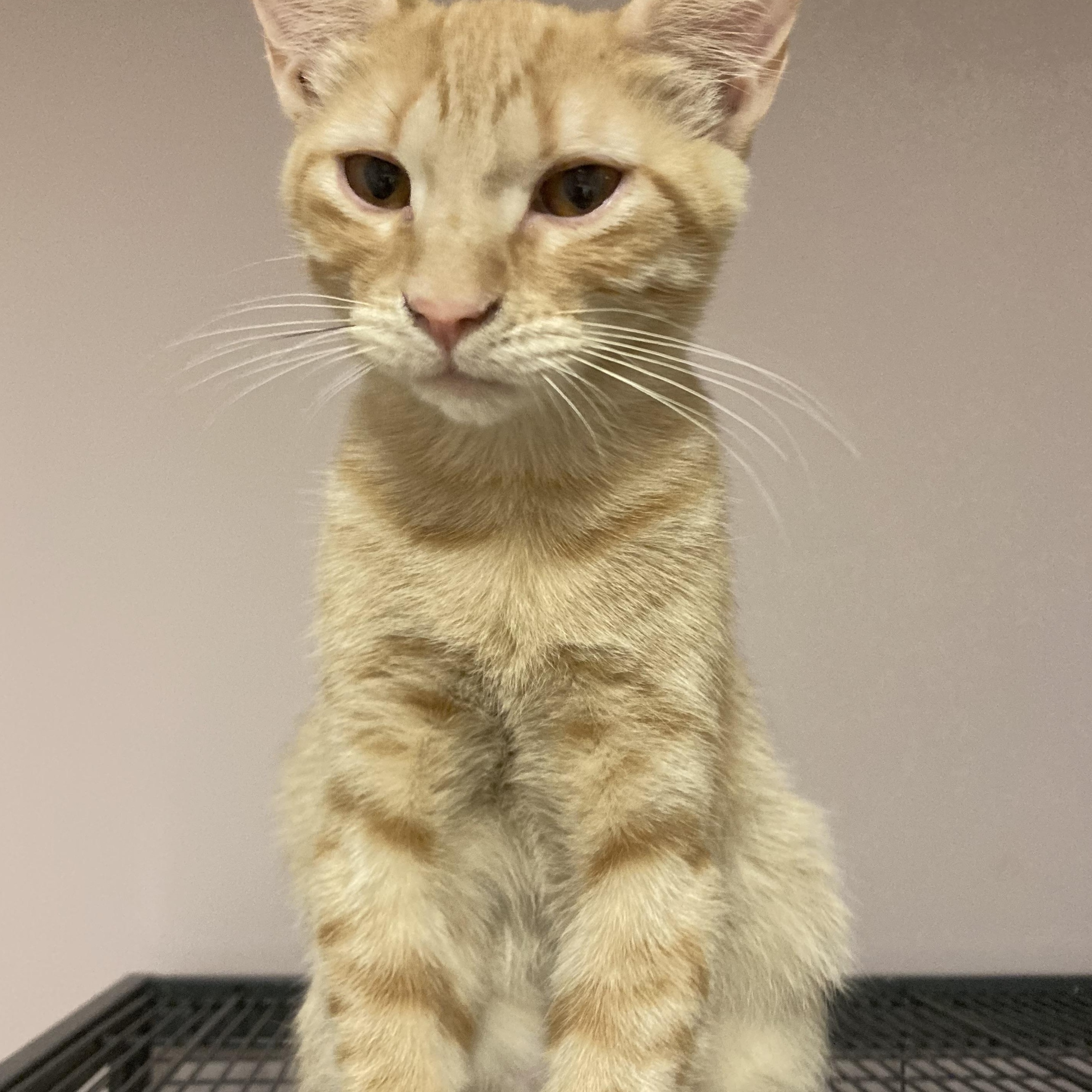 Bonded Pair Sunny and Topaz, Adopted, Young Male Tabby.