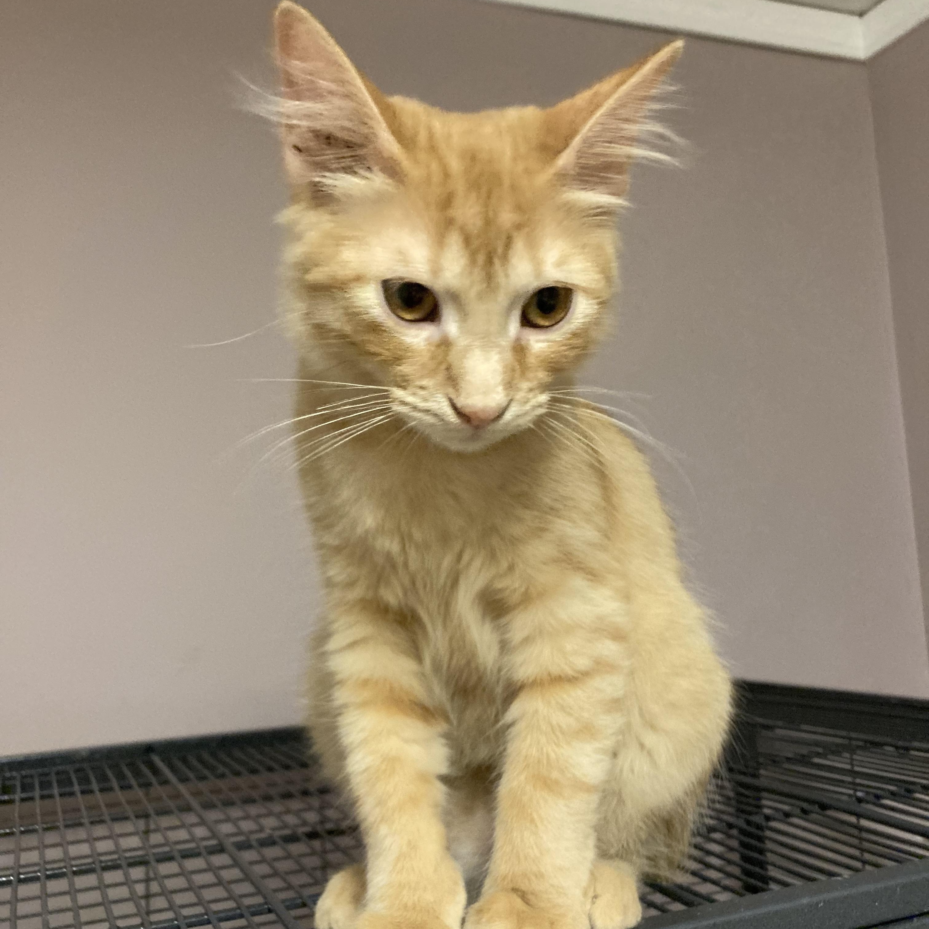 Enlarge Bonded Pair Sunny and Topaz, a Adopted Tabby in Mobile, AL image 2/3