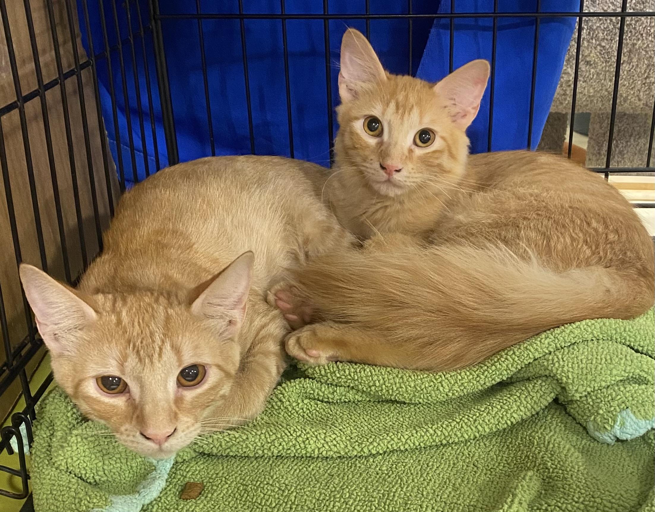 Bonded Pair Sunny and Topaz