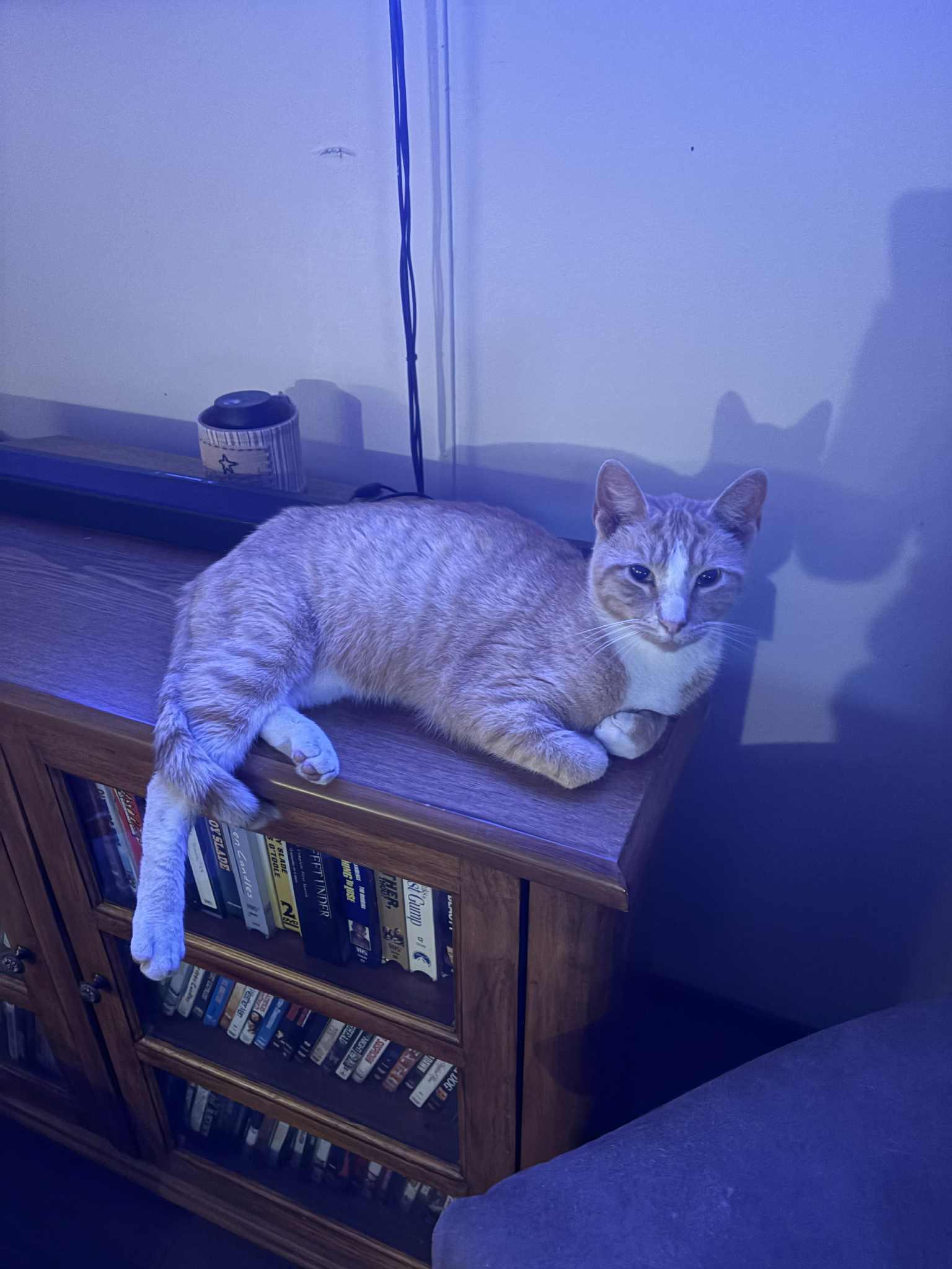 Enlarge Cat Stevens, a Adoptable Domestic Short Hair in Mount Sterling, IL image 1/3