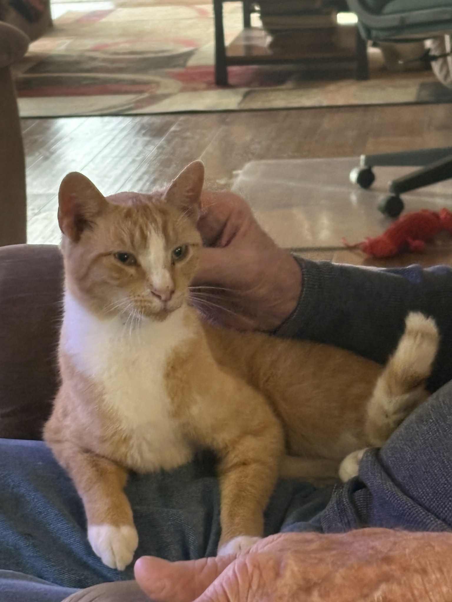 Enlarge Cat Stevens, a Adoptable Domestic Short Hair in Mount Sterling, IL image 2/3