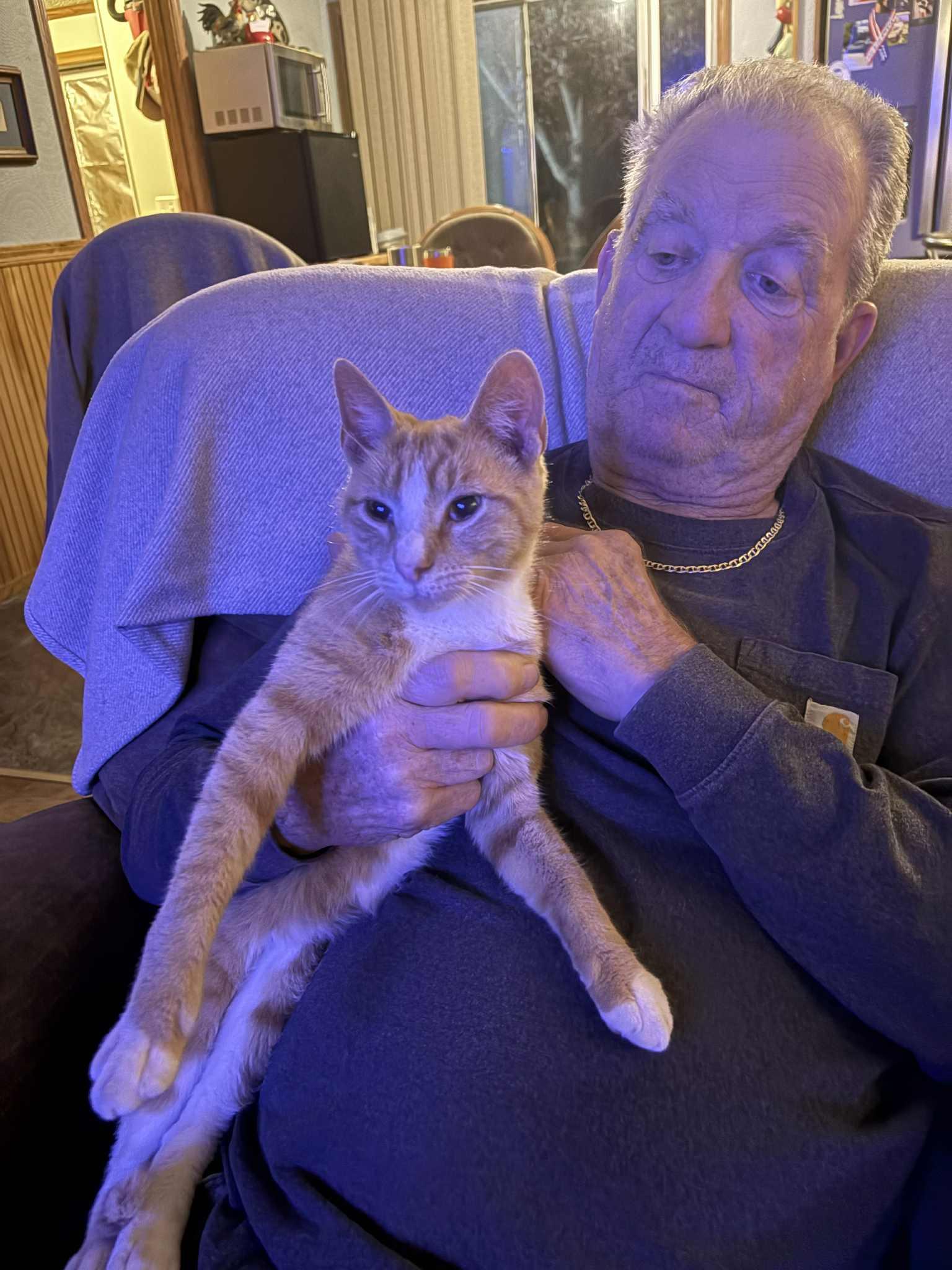 Enlarge Cat Stevens, a Adoptable Domestic Short Hair in Mount Sterling, IL image 3/3