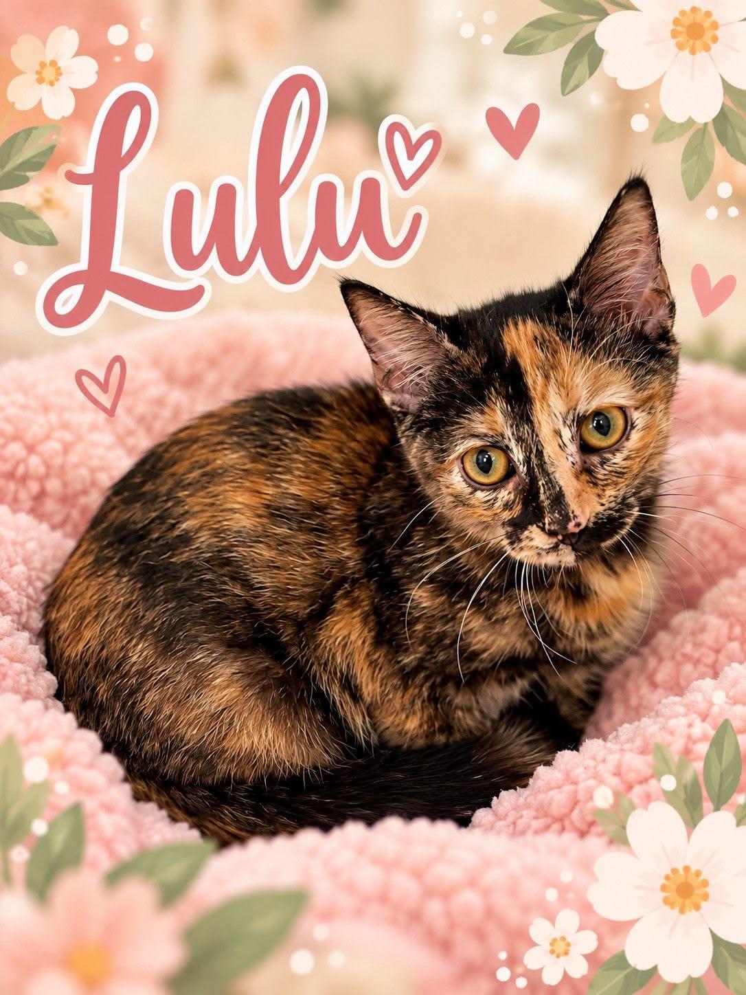 Lulu, Adoptable, Kitten Female Tortoiseshell.