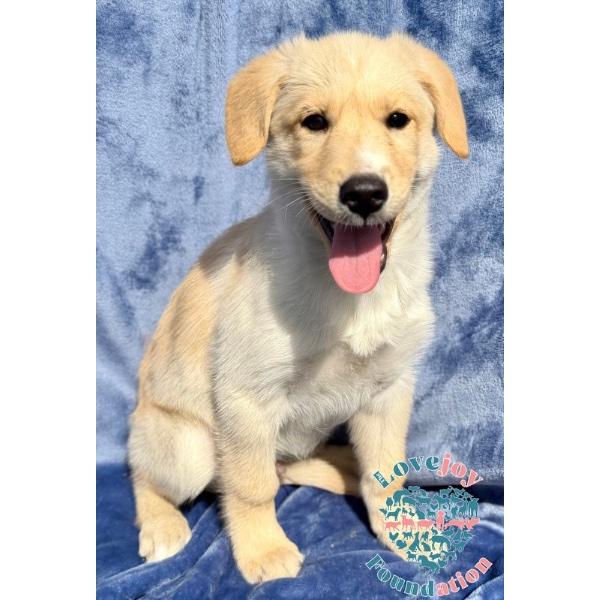 Scout, adopted, Puppy Male Labrador Retriever & Golden Retriever.