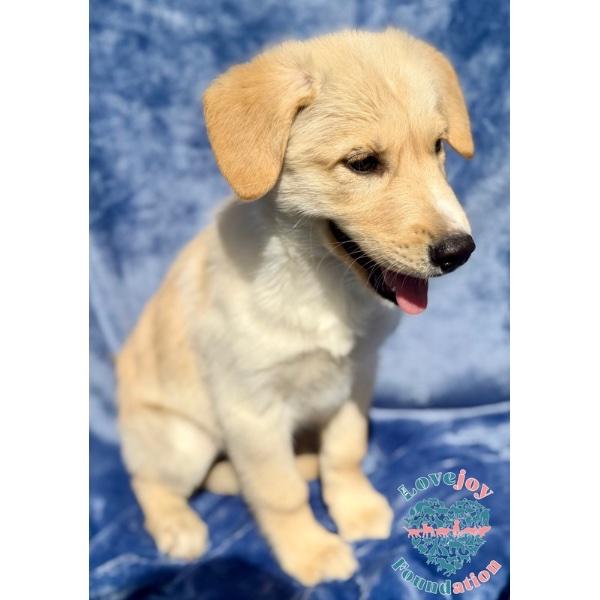 Enlarge Scout, an adopted mixed breed in Inglewood, CA image 2/2