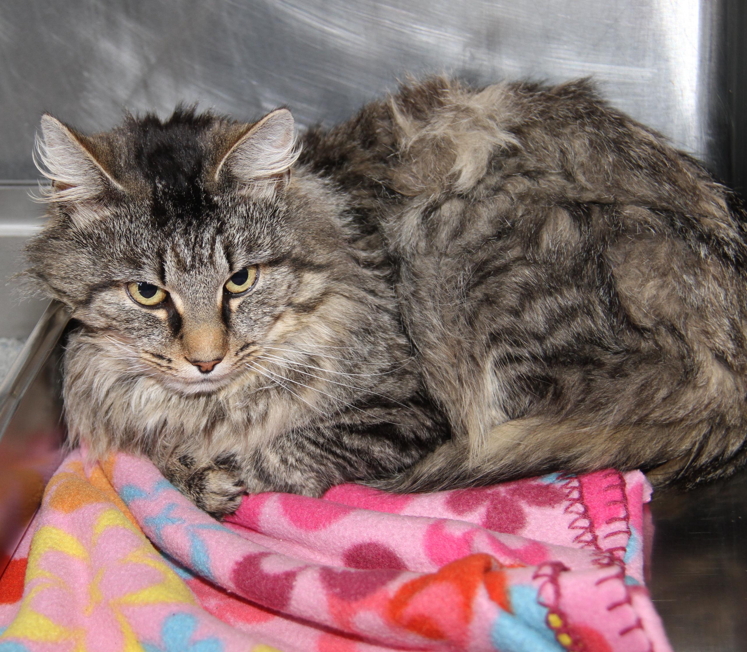 Enlarge Tiger's Eye (Neutered), an adopted mixed breed in Marietta, OH image 2/6