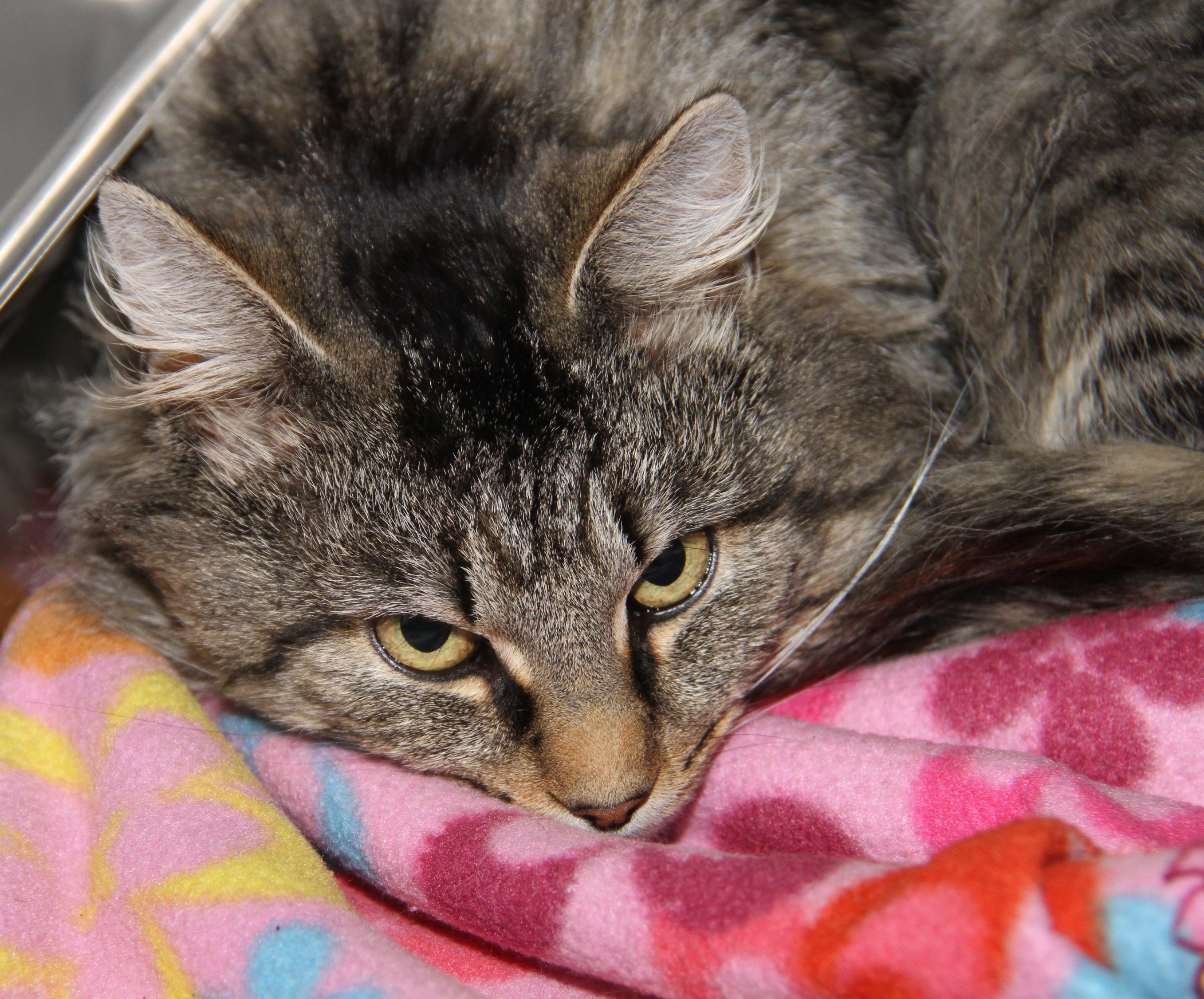 Enlarge Tiger's Eye (Neutered), an adopted mixed breed in Marietta, OH image 6/6