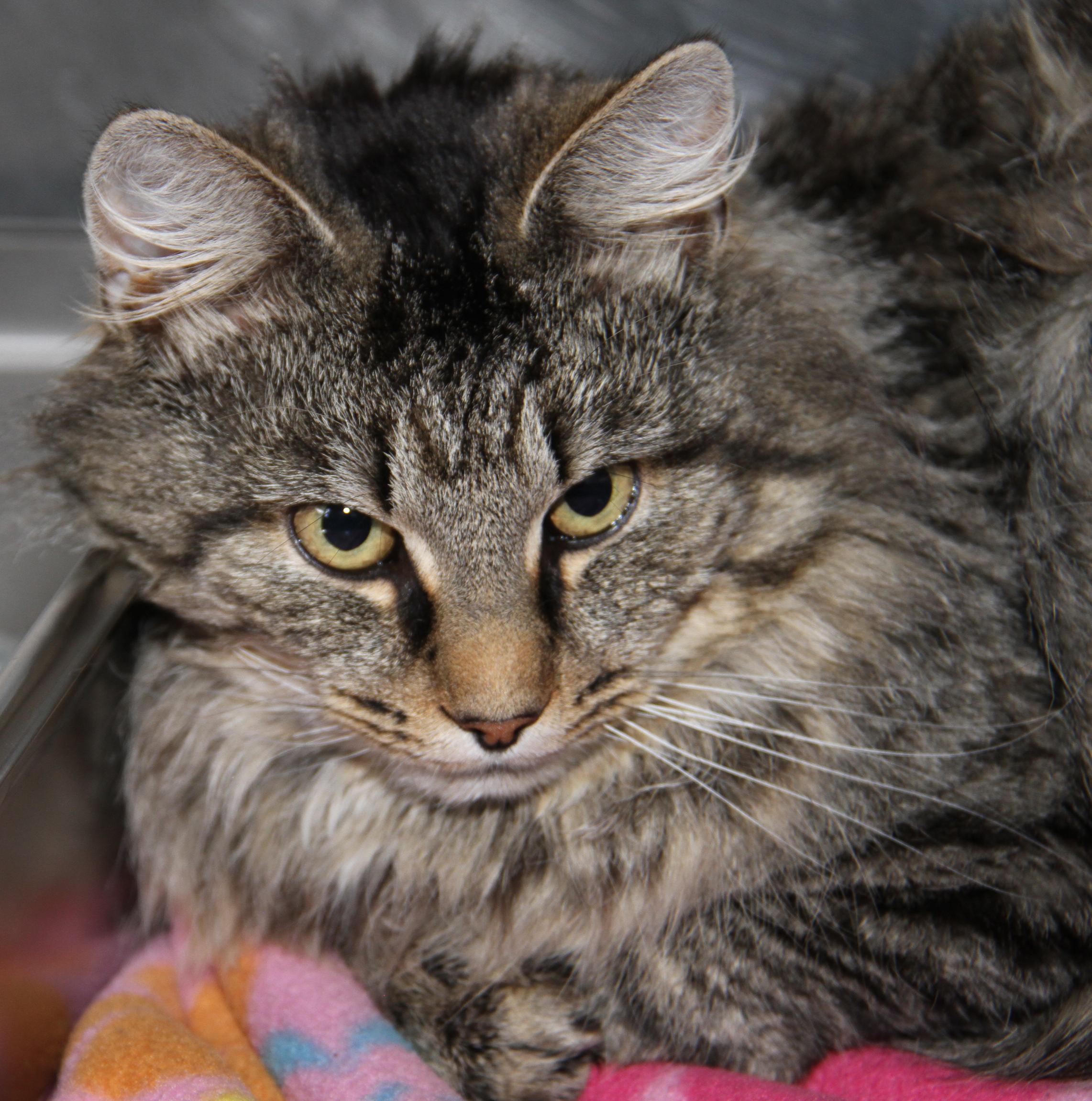 Enlarge Tiger's Eye (Neutered), an adopted mixed breed in Marietta, OH image 4/6