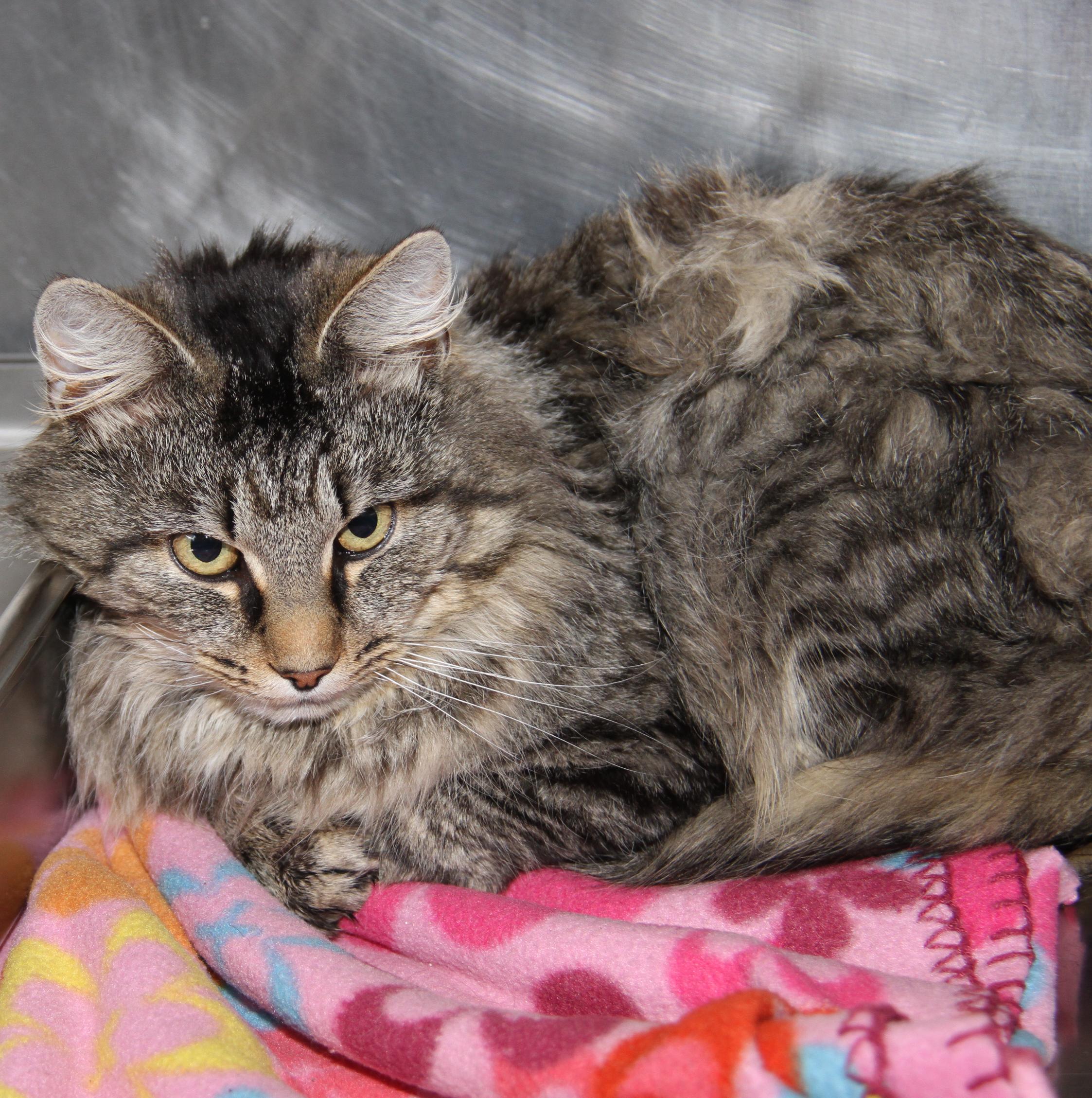 Enlarge Tiger's Eye (Neutered), an adopted mixed breed in Marietta, OH image 1/6