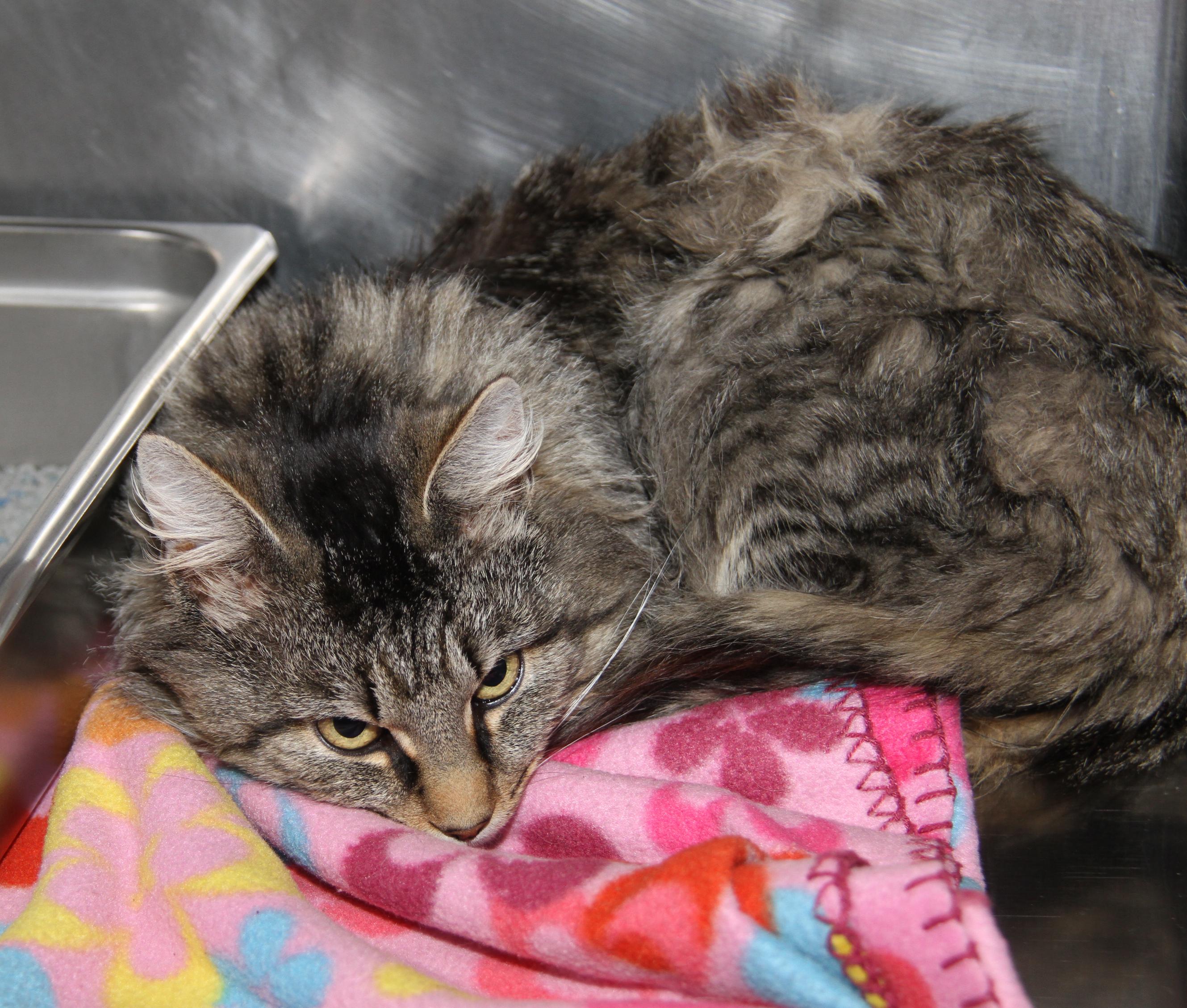 Enlarge Tiger's Eye (Neutered), an adopted mixed breed in Marietta, OH image 5/6