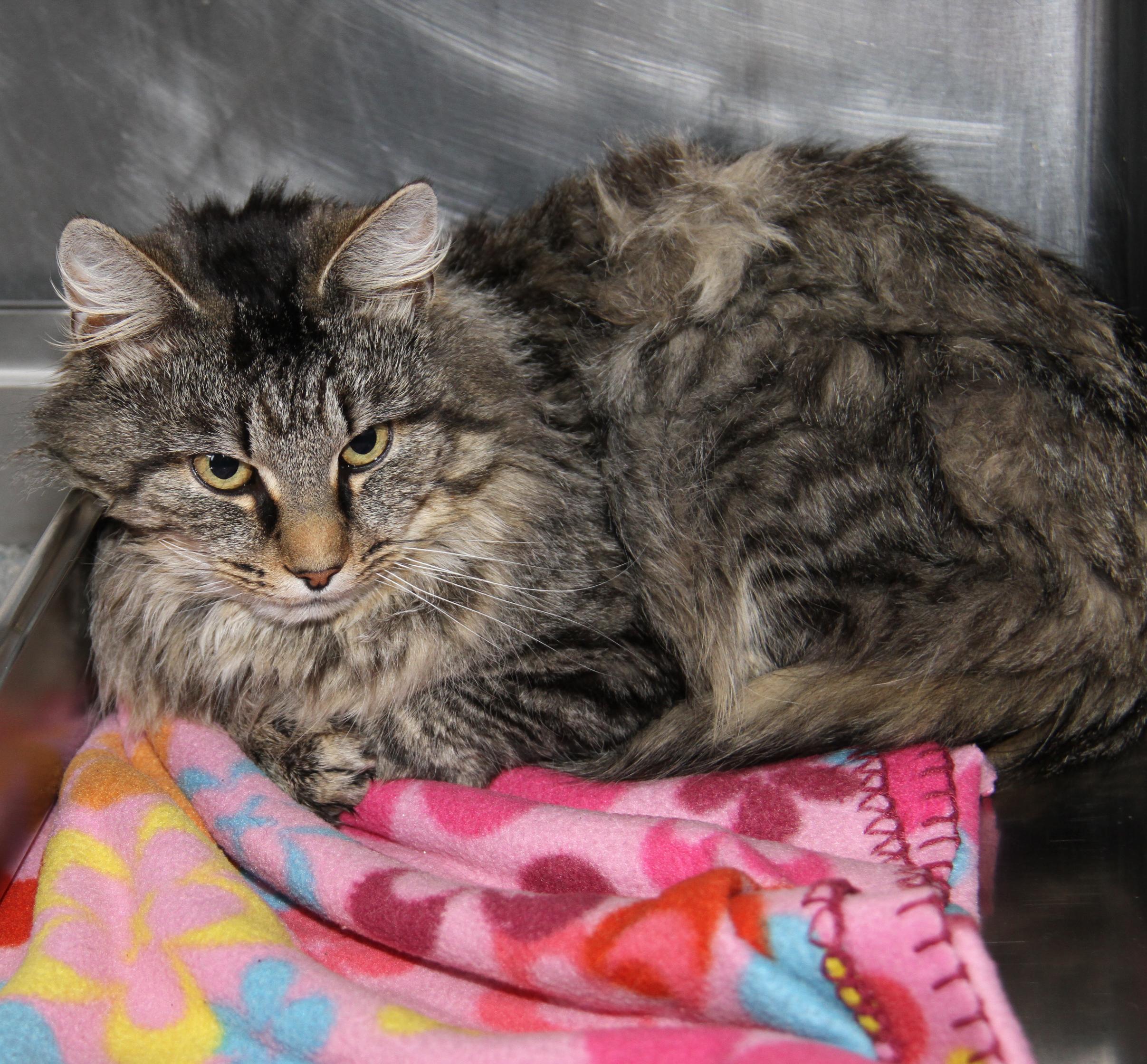Enlarge Tiger's Eye (Neutered), an adopted mixed breed in Marietta, OH image 3/6