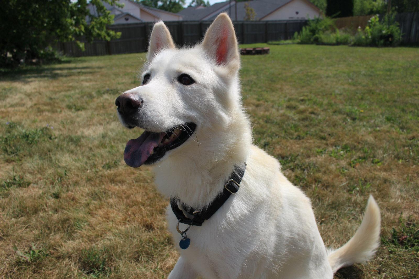 Triscuit, Adoptable, Adult Male Siberian Husky.